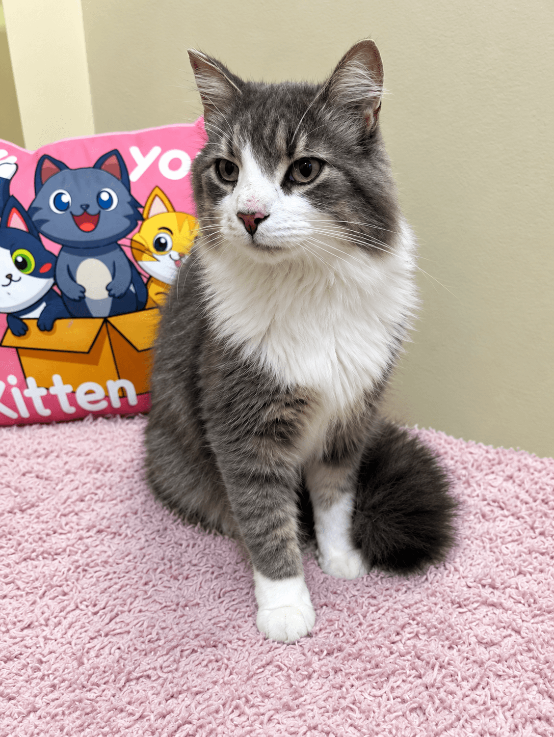 Peter Pan - Domestic Shorthair cat available for adoption at Biscuits and Purrs Cat Rescue in Ottawa