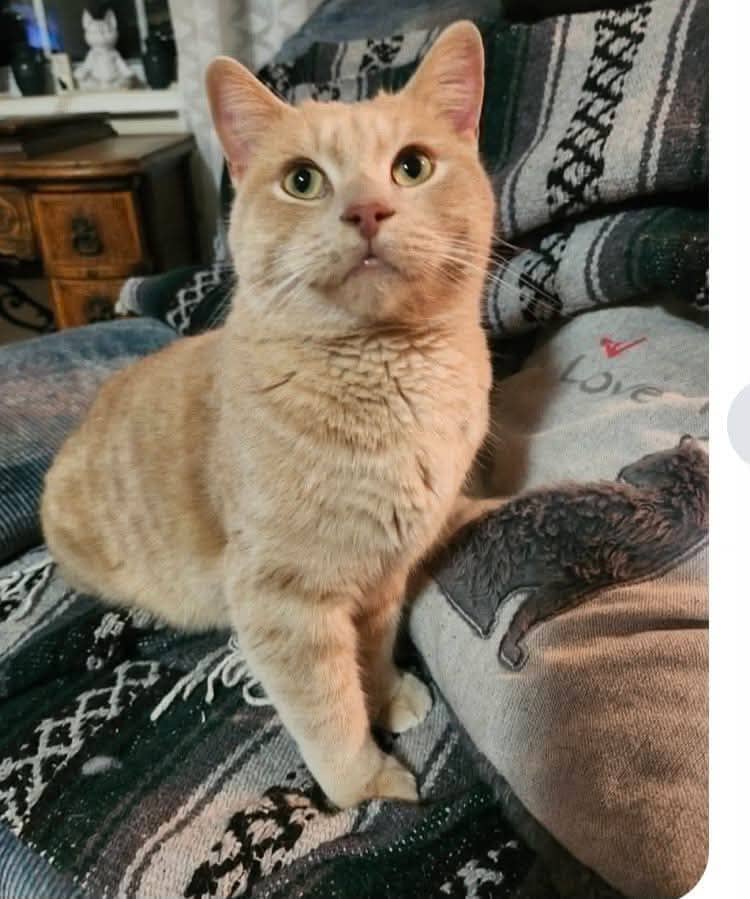Gallagher - Domestic Shorthair cat available for adoption at Biscuits and Purrs Cat Rescue in Ottawa