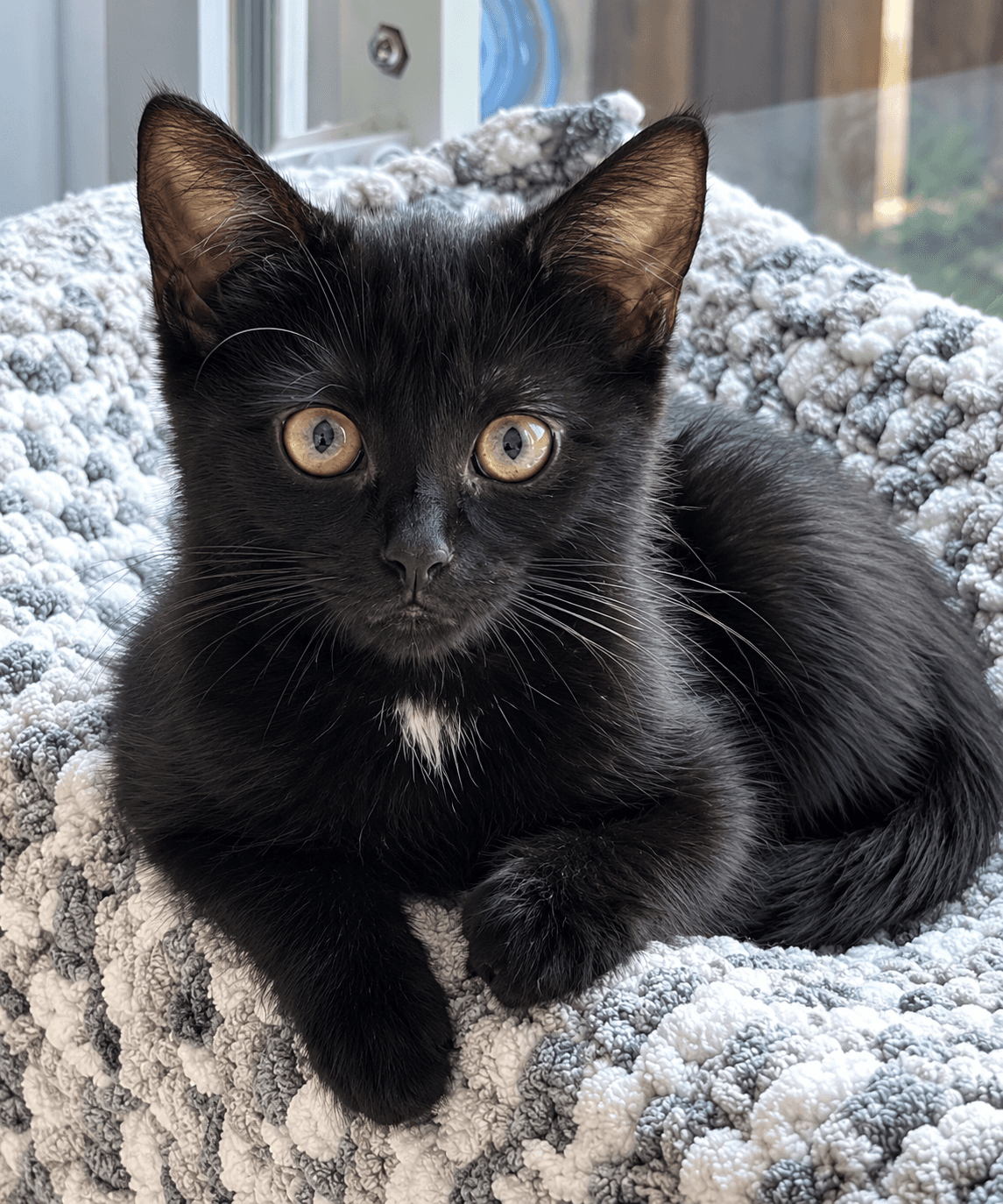 Jelly Bean - Domestic Shorthair cat available for adoption at Biscuits and Purrs Cat Rescue in Ottawa