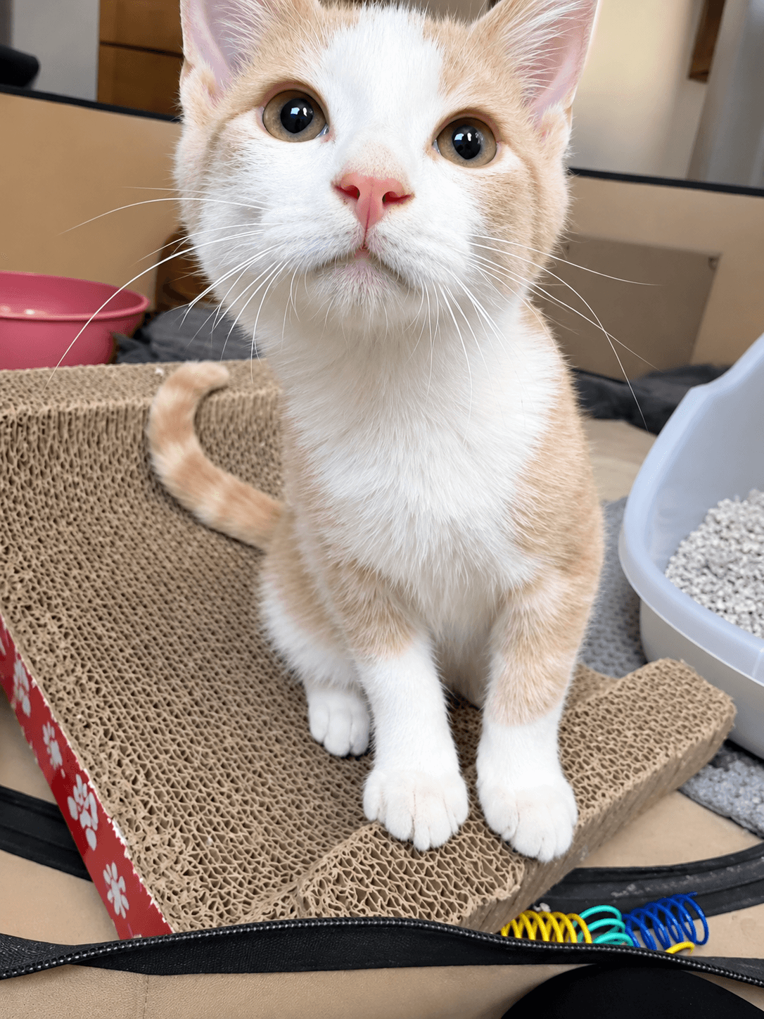 Peach - Domestic Shorthair cat available for adoption at Biscuits and Purrs Cat Rescue in Ottawa