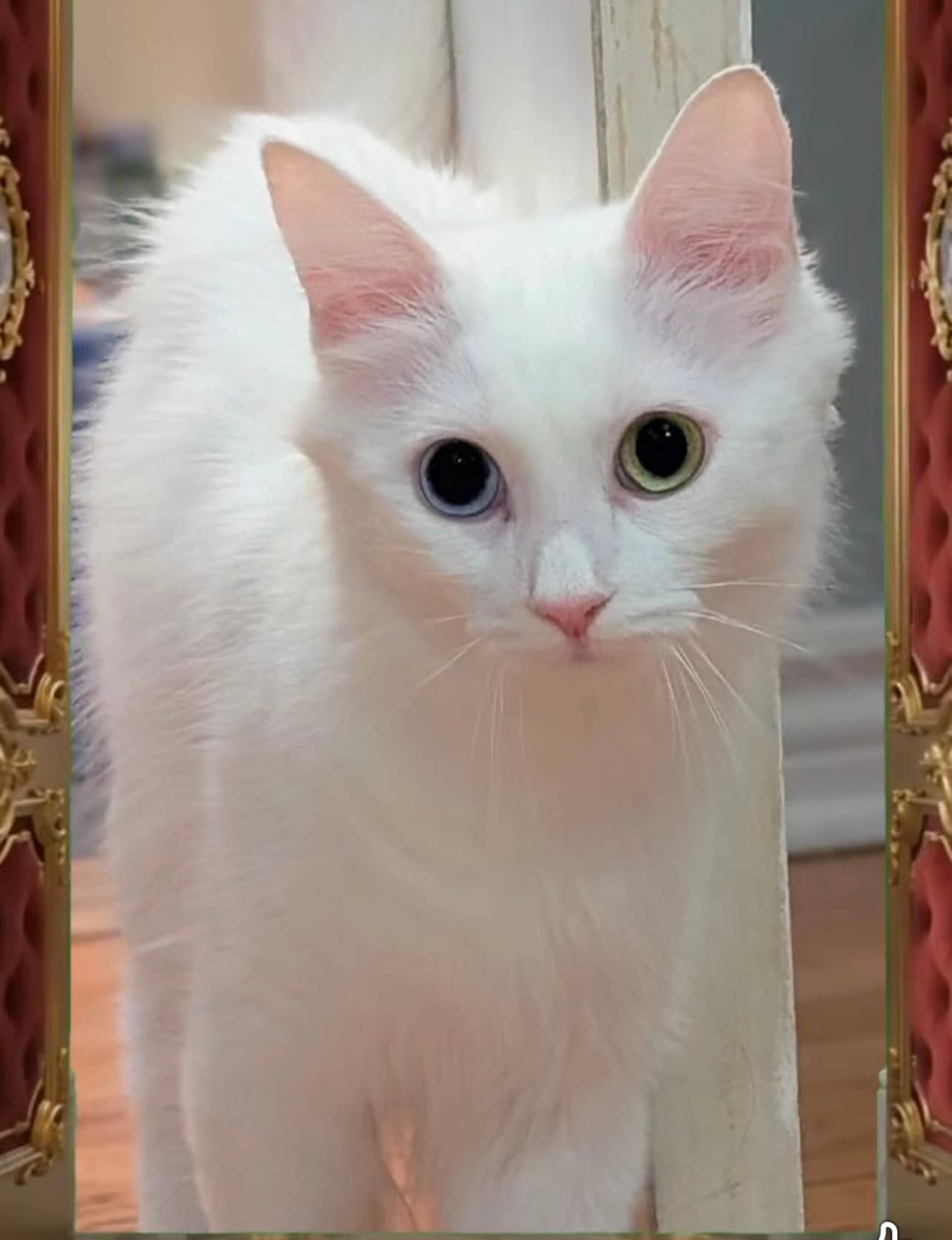 Royale - Domestic Shorthair cat available for adoption in Ontario