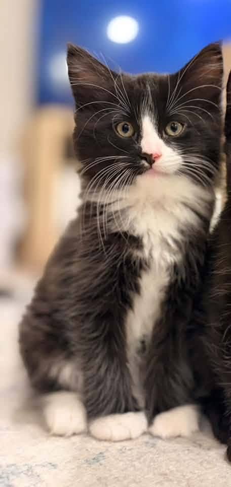 Edgar - Domestic Shorthair cat available for adoption at Biscuits and Purrs Cat Rescue in Ottawa