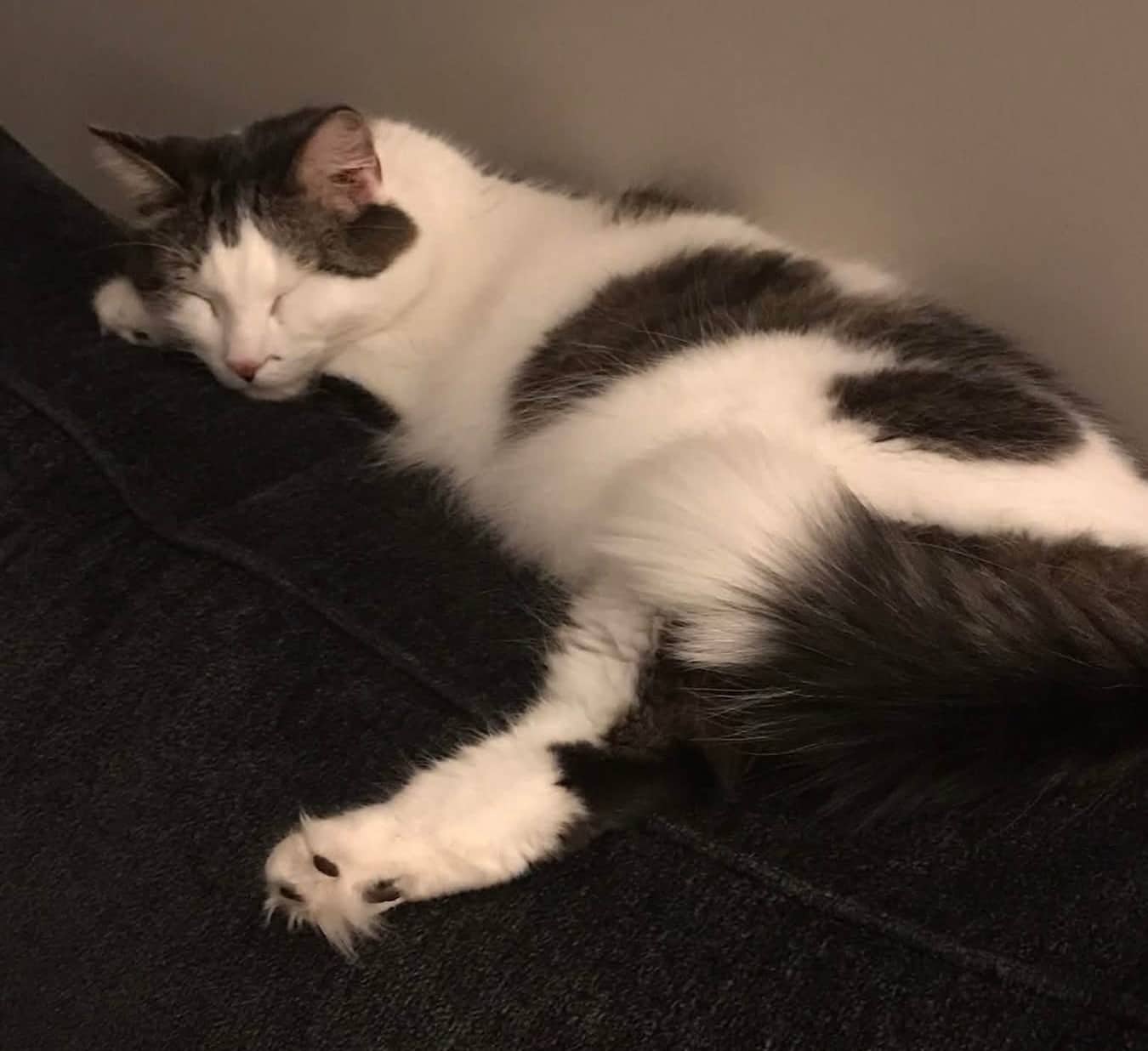 Ozzy - Domestic Shorthair cat available for adoption at Biscuits and Purrs Cat Rescue in Ottawa