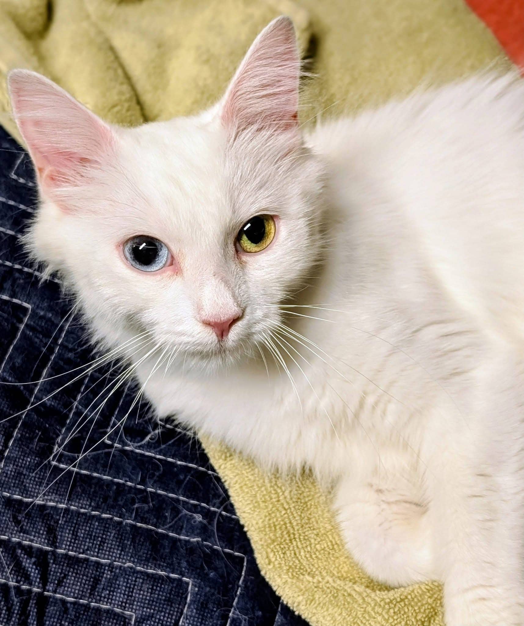 Royale - Domestic Shorthair cat available for adoption at Biscuits and Purrs Cat Rescue in Ottawa