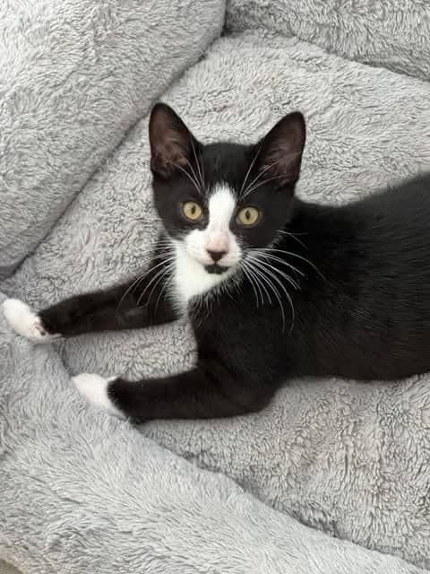 Sirius - Domestic Shorthair available for adoption