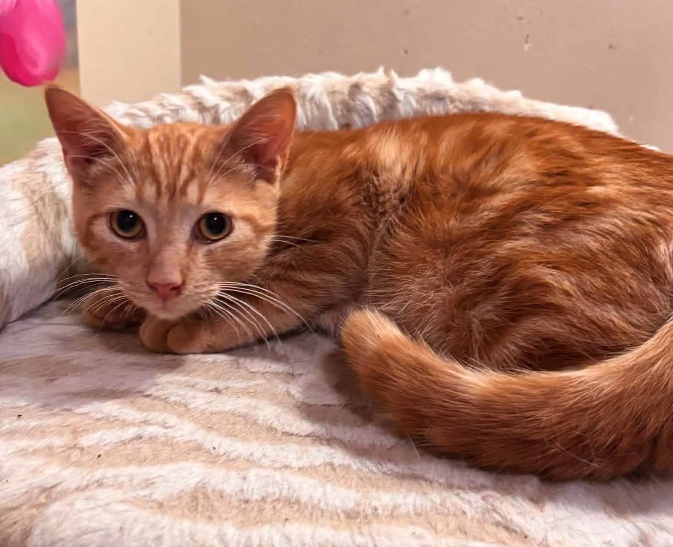 Cheddar - Domestic Shorthair cat available for adoption at Biscuits and Purrs Cat Rescue in Ottawa