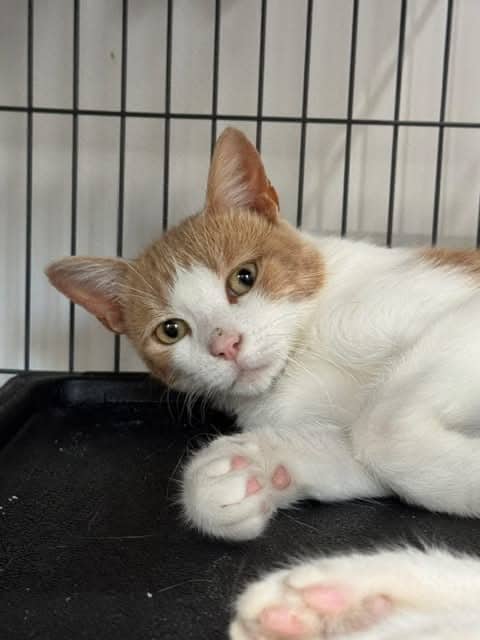 Rupert - Domestic Shorthair cat available for adoption at Biscuits and Purrs Cat Rescue in Ottawa