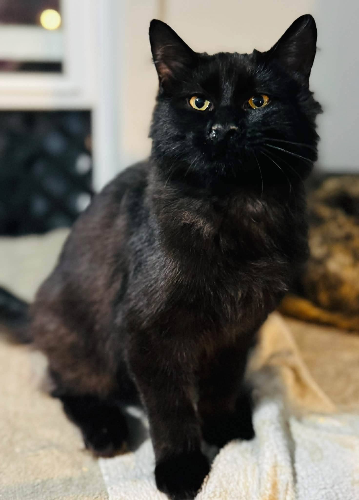 Ghost - Domestic Shorthair cat available for adoption at Biscuits and Purrs Cat Rescue in Ottawa