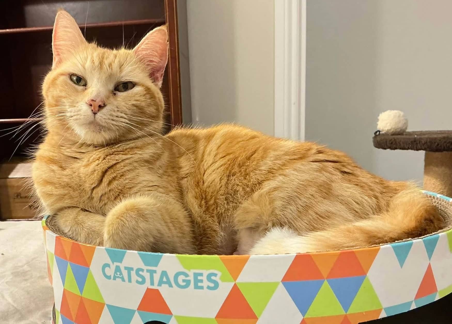 Sydney - Domestic Shorthair cat available for adoption at Biscuits and Purrs Cat Rescue in Ottawa