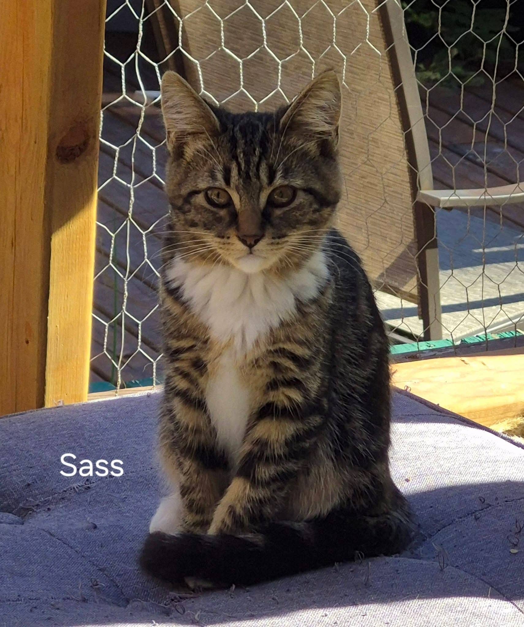 Sass - Domestic Shorthair cat available for adoption at Biscuits and Purrs Cat Rescue in Ottawa