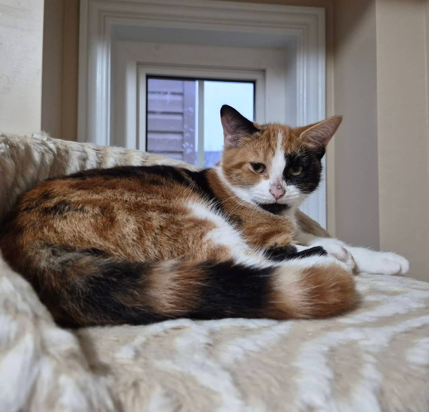 Tigrin - Domestic Shorthair cat available for adoption at Biscuits and Purrs Cat Rescue in Ottawa
