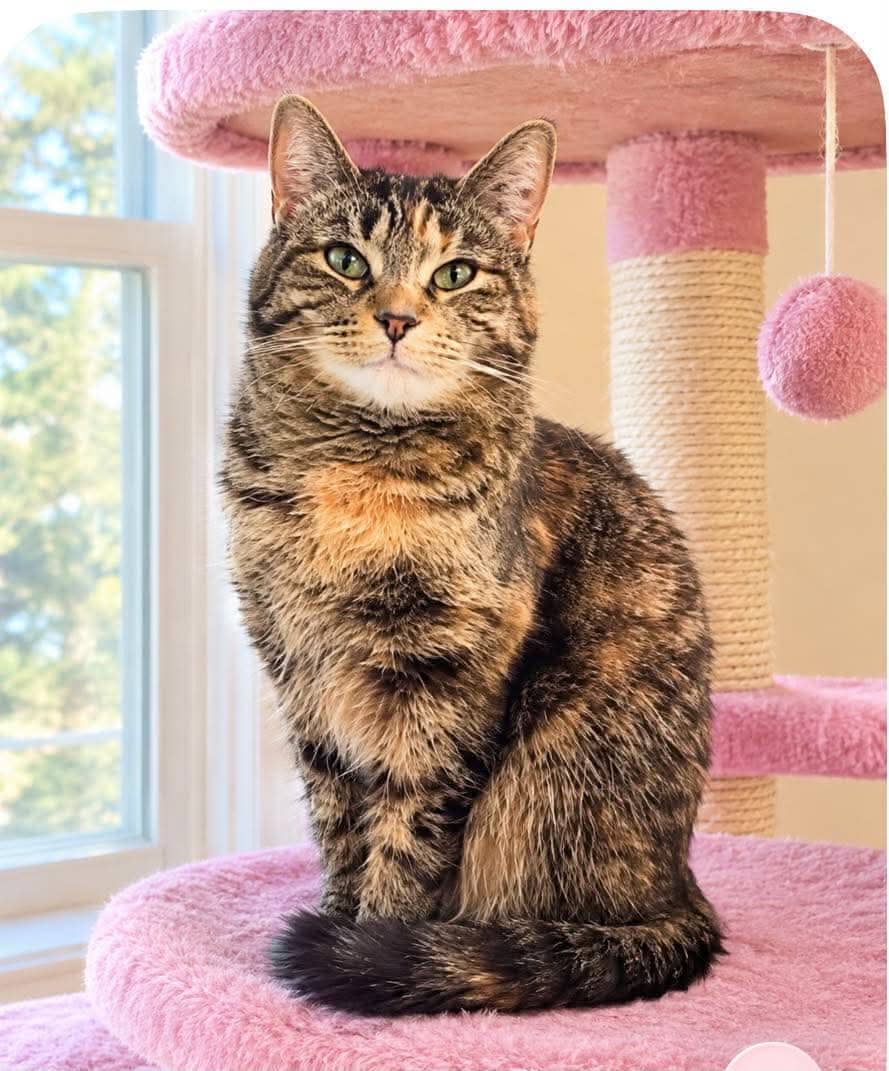 Katie - Domestic Shorthair cat available for adoption at Biscuits and Purrs Cat Rescue in Ottawa