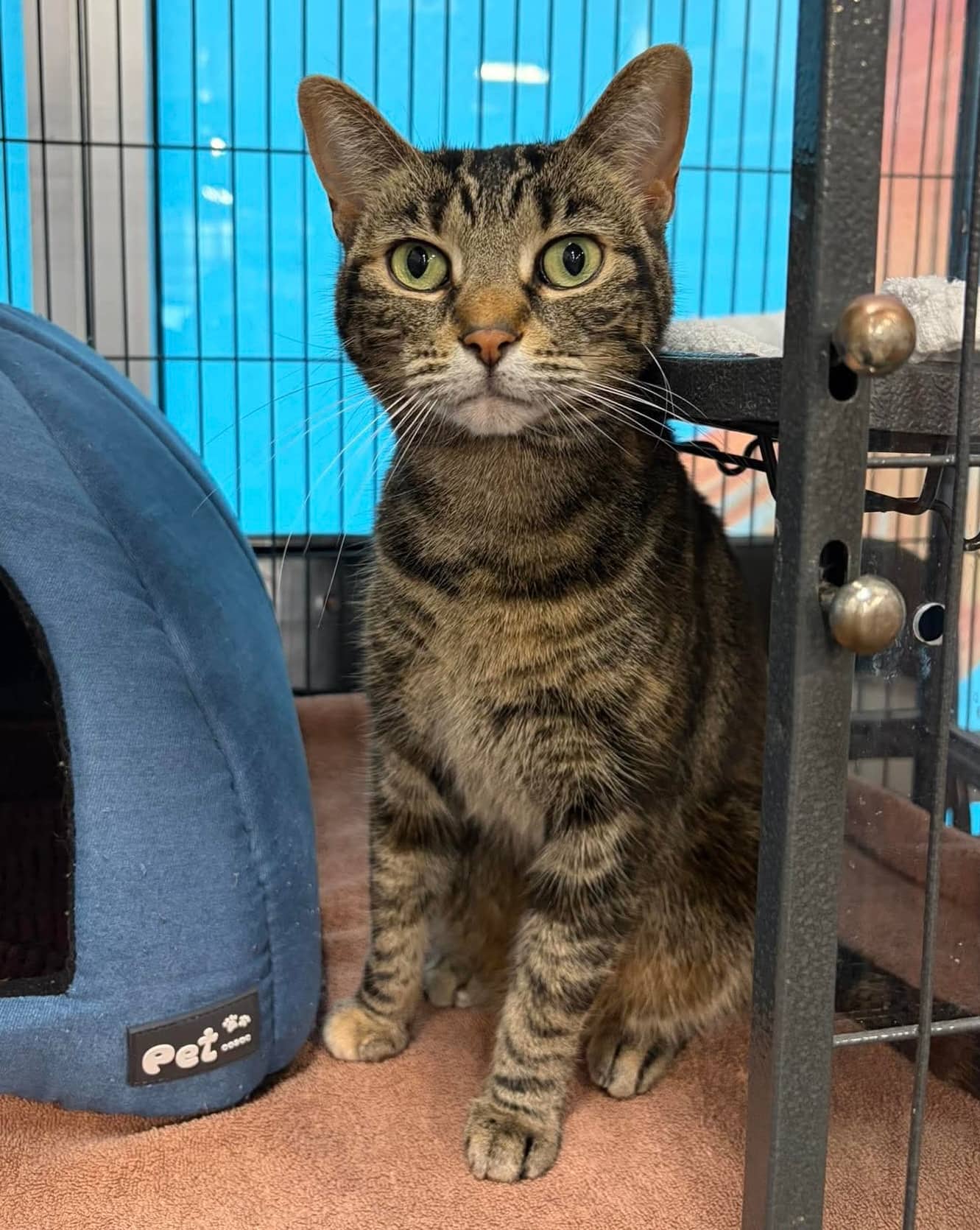 Abby - Domestic Shorthair cat available for adoption at Biscuits and Purrs Cat Rescue in Ottawa