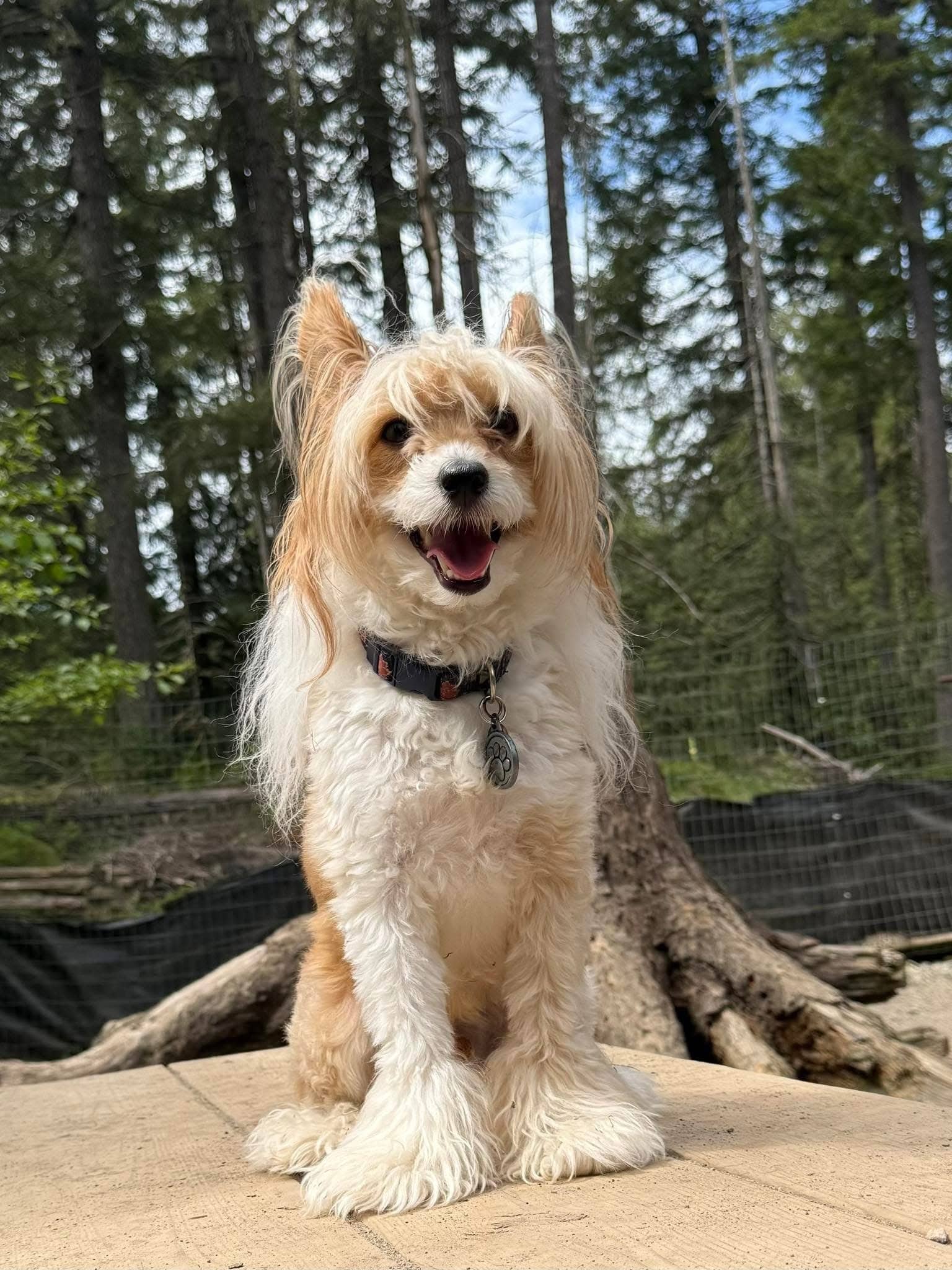 Murphy - Mixed Breed available for adoption at Broken Promises Rescue Society in Victoria