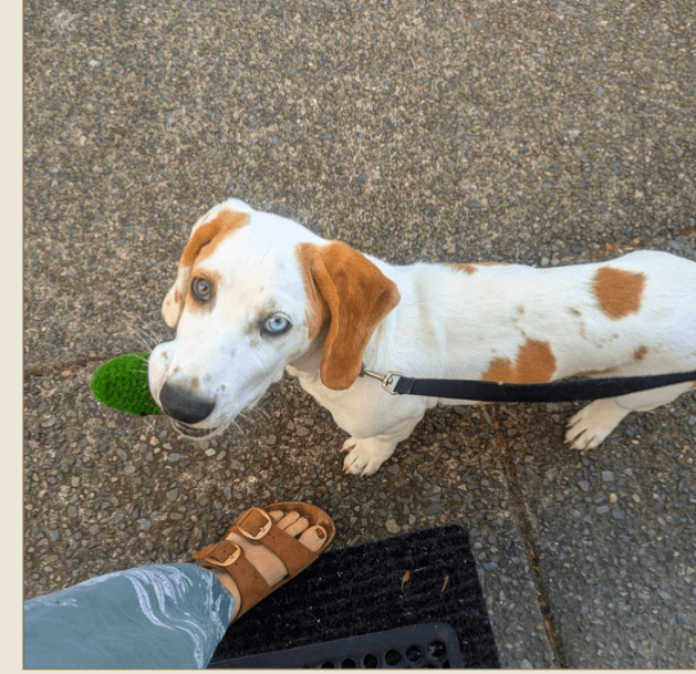 Kai - Mixed Breed available for adoption at Broken Promises Rescue Society in Victoria