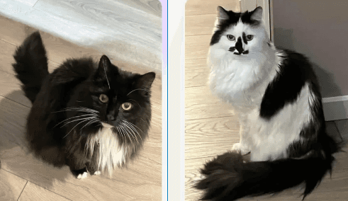 Smudge & Gigi - Domestic Shorthair cat available for adoption at Broken Promises Rescue Society in Victoria