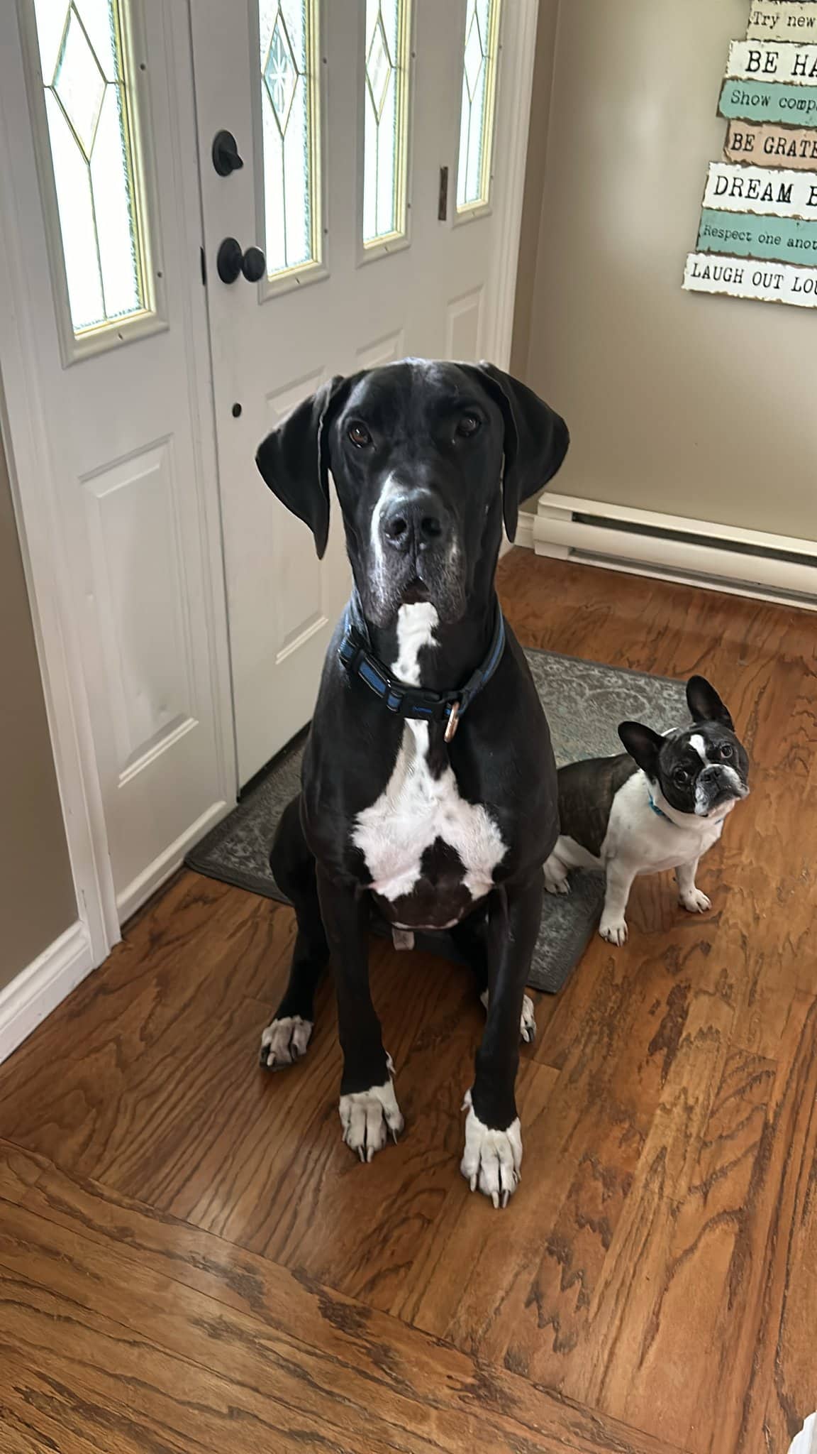 Ozzy & Harper - Mixed Breed available for adoption at Broken Promises Rescue Society in Victoria