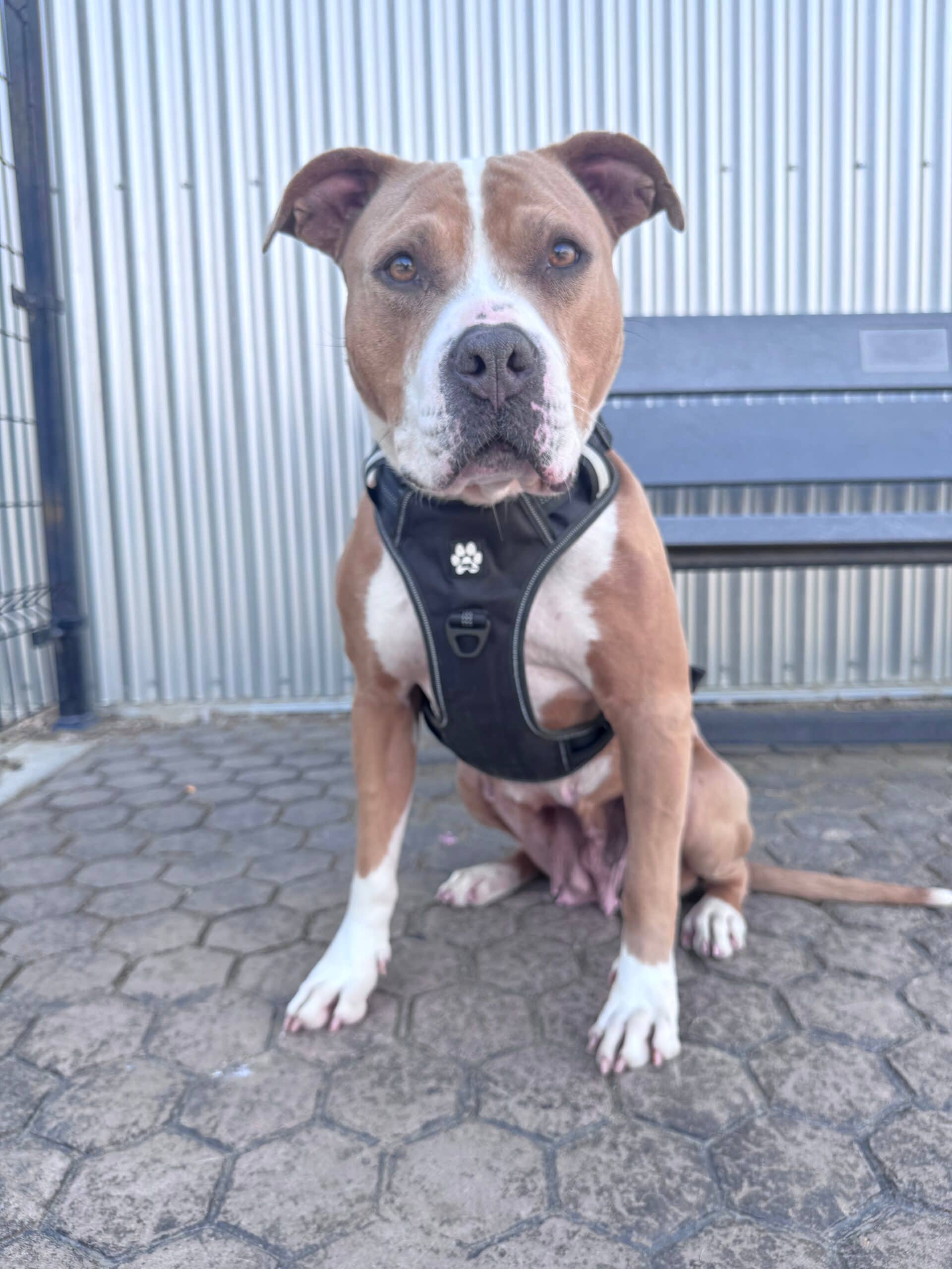 Charlotte - Pit Bull available for adoption