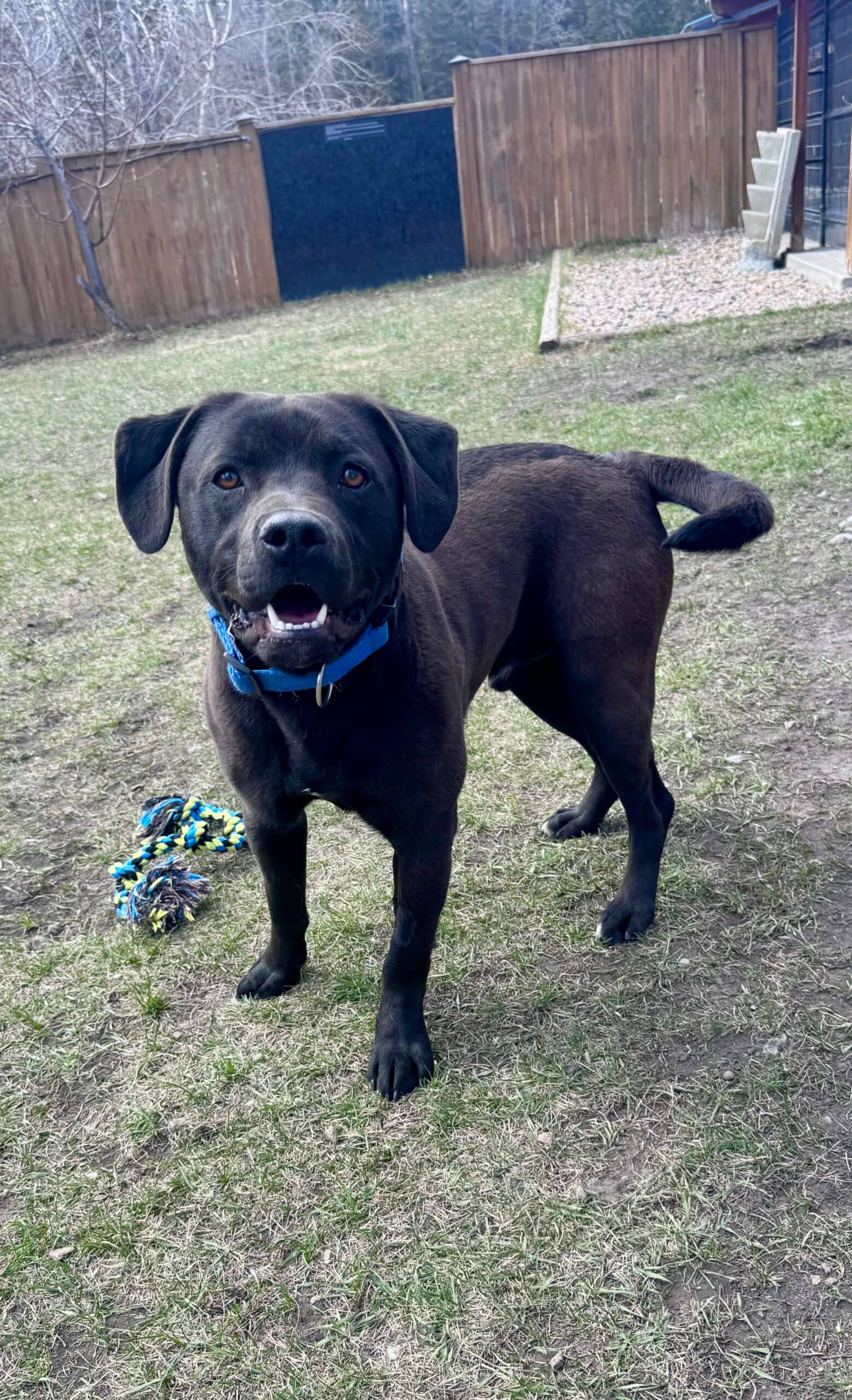Hershey - Labrador Mix available for adoption