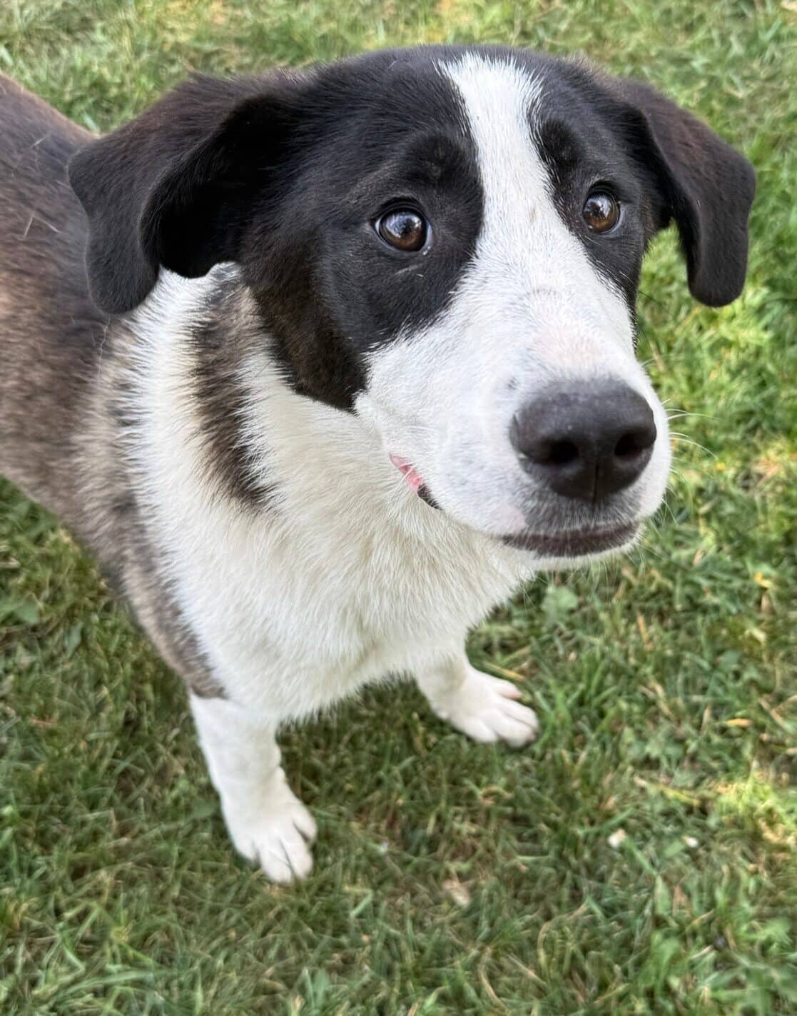 Keltie - Border Collie x available for adoption at Central Alberta Humane Society in Calgary