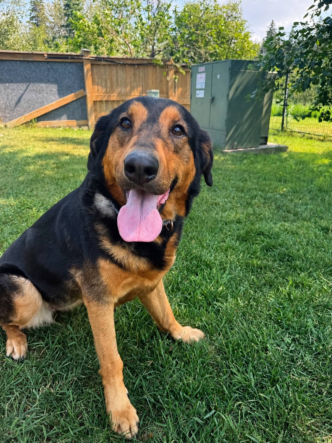 Goose - German Shepherd x available for adoption at Central Alberta Humane Society in Calgary