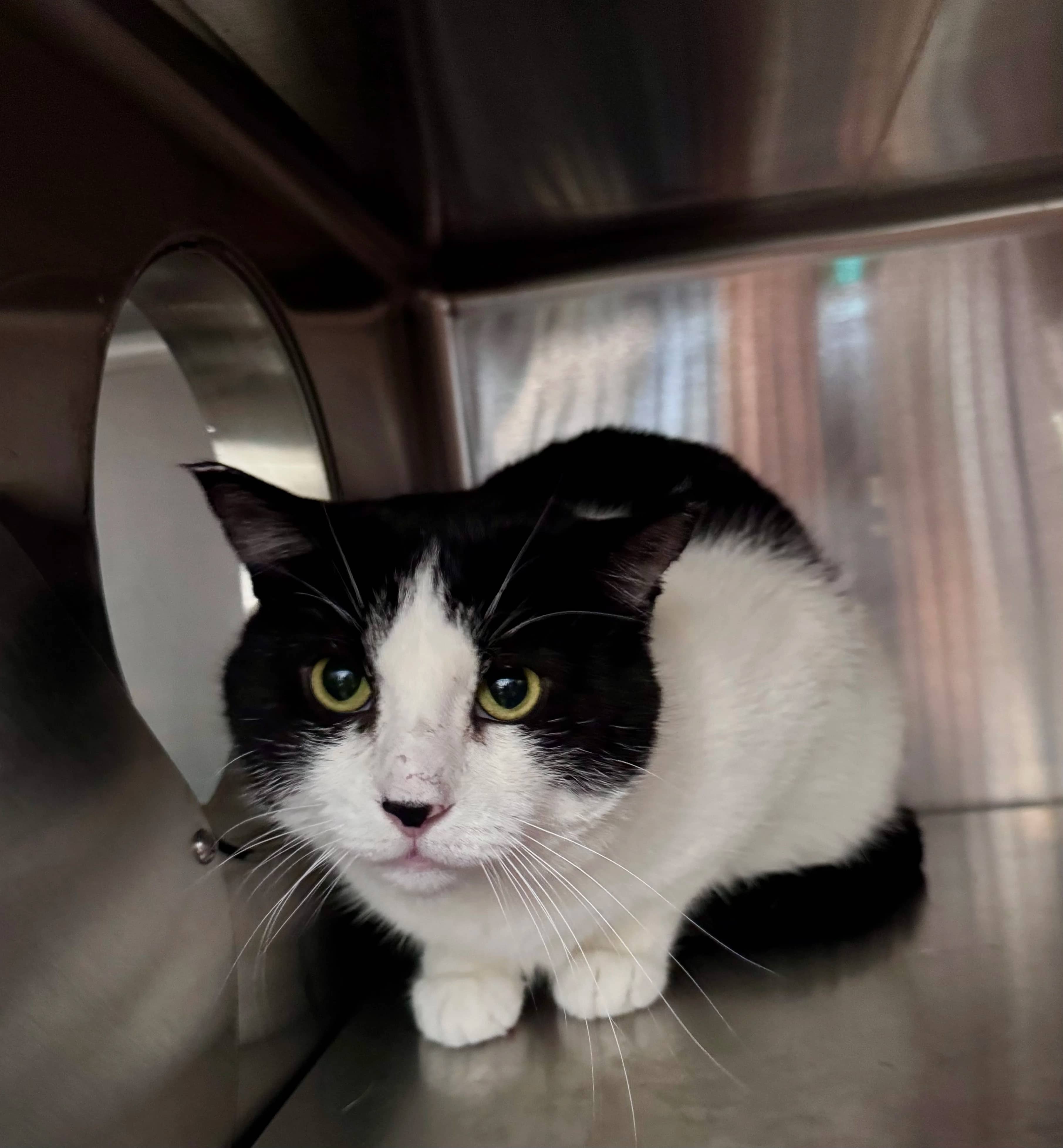 Nugget - Domestic Short Hair cat available for adoption at Central Alberta Humane Society in Red Deer