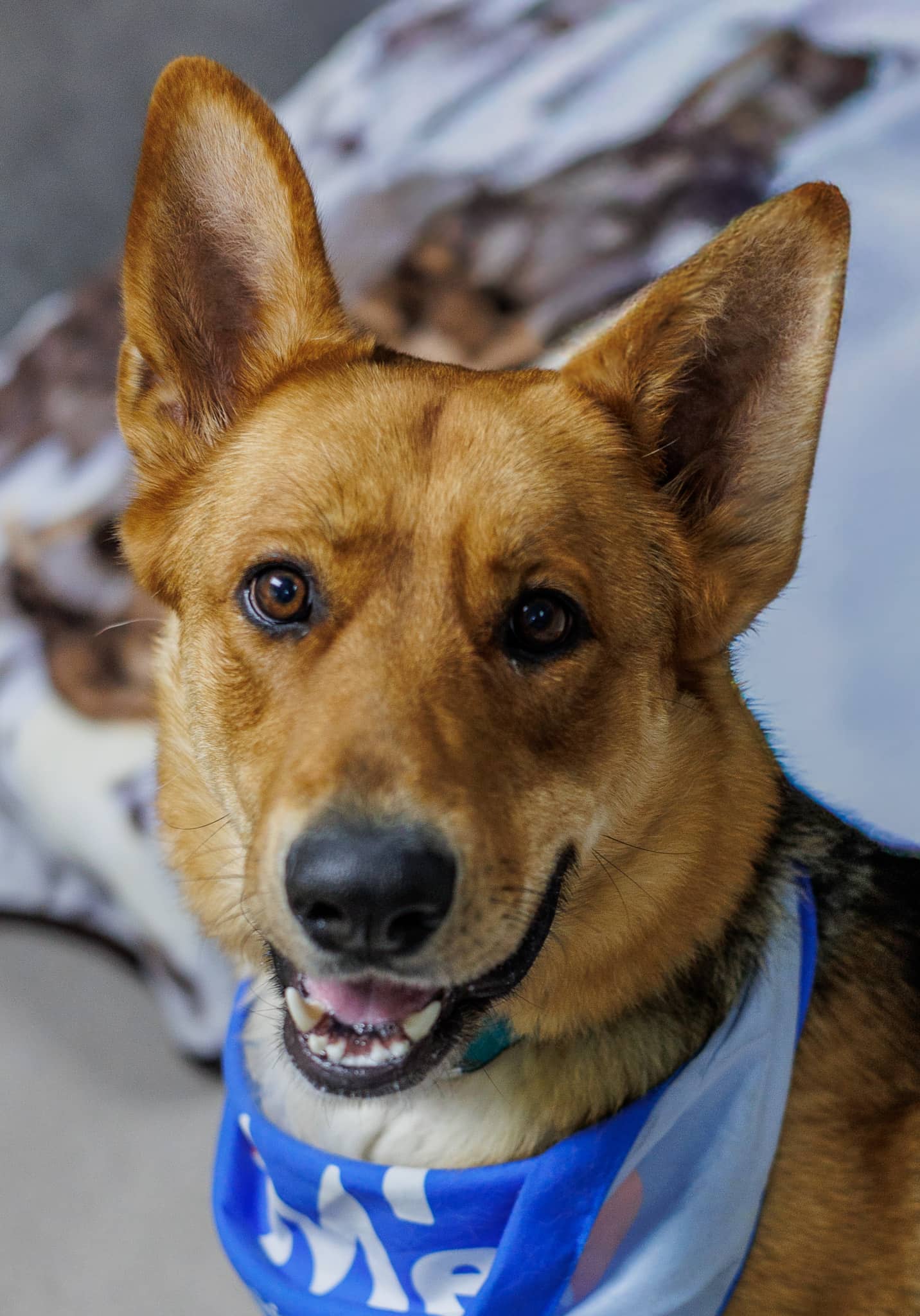 Athena - German Shepherd Mix available for adoption at Central Alberta Humane Society in Red Deer