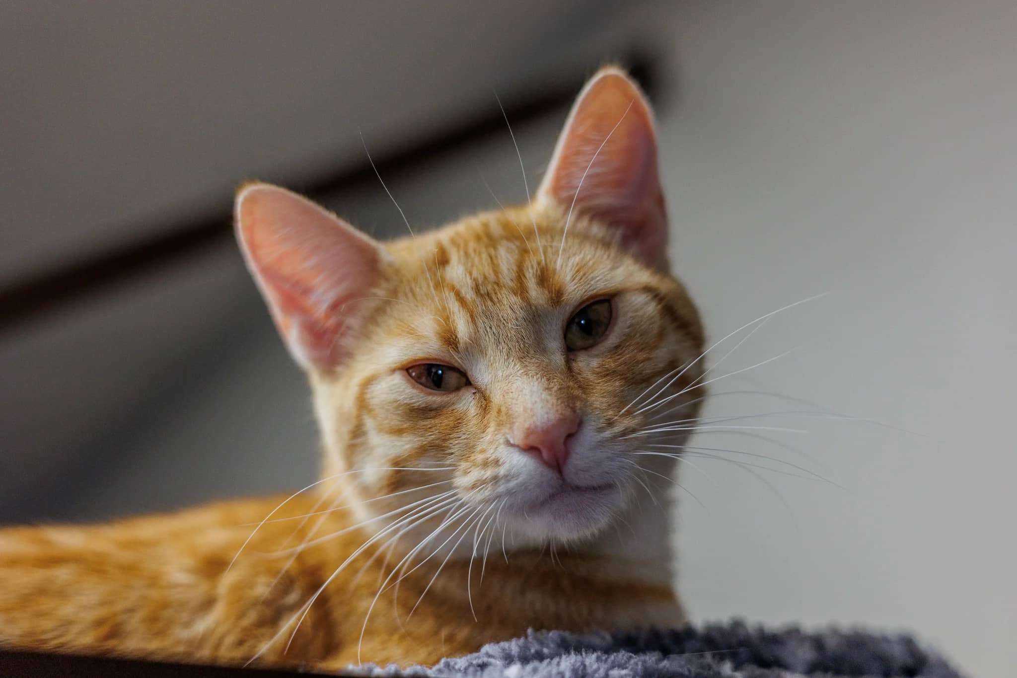 Crumpet - Domestic Short Hair cat available for adoption at Central Alberta Humane Society in Red Deer