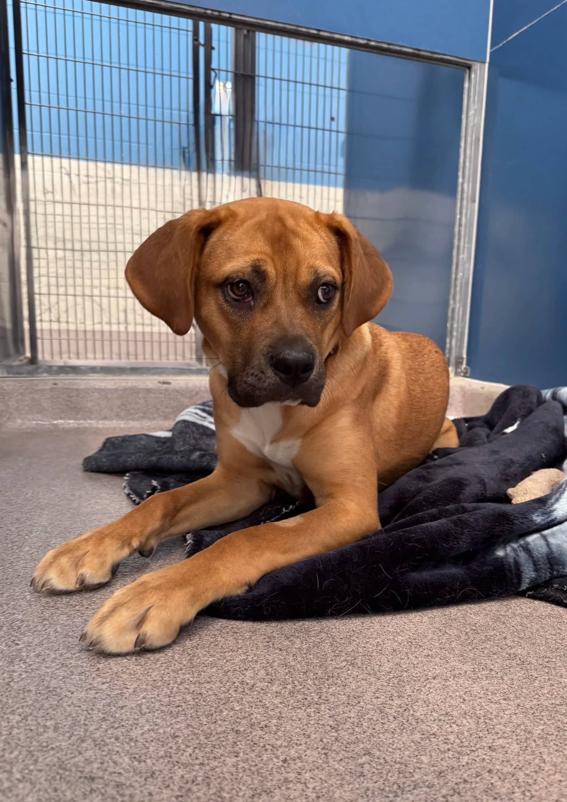 Penelope - Lab Pit Mix available for adoption in Alberta