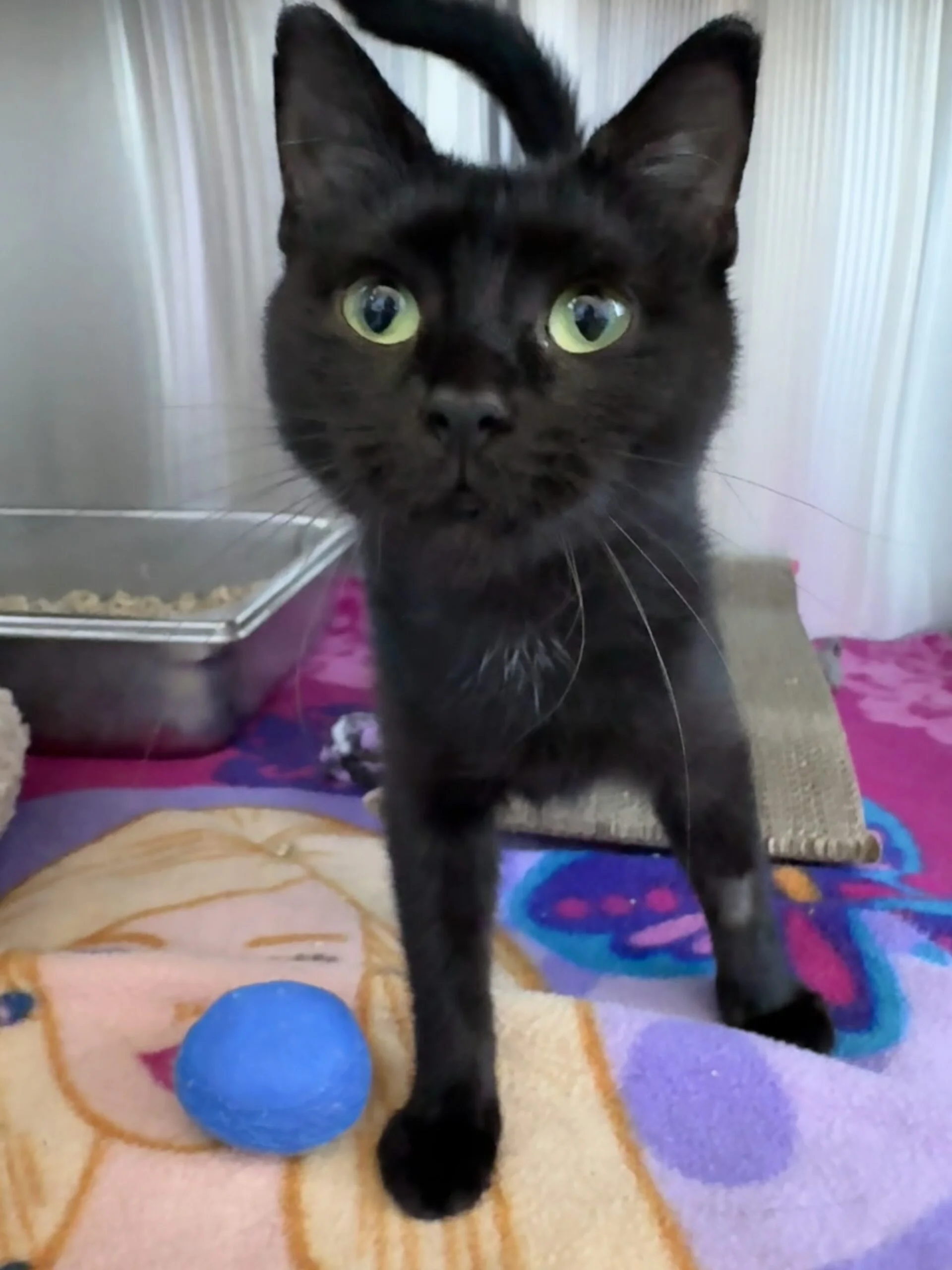 Lennon - Domestic Short Hair available for adoption
