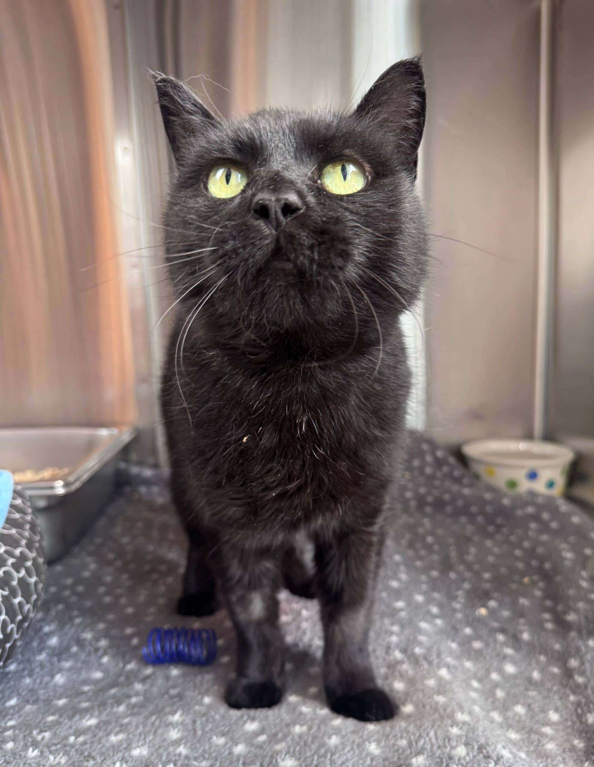 Khloe - Domestic Short Hair available for adoption