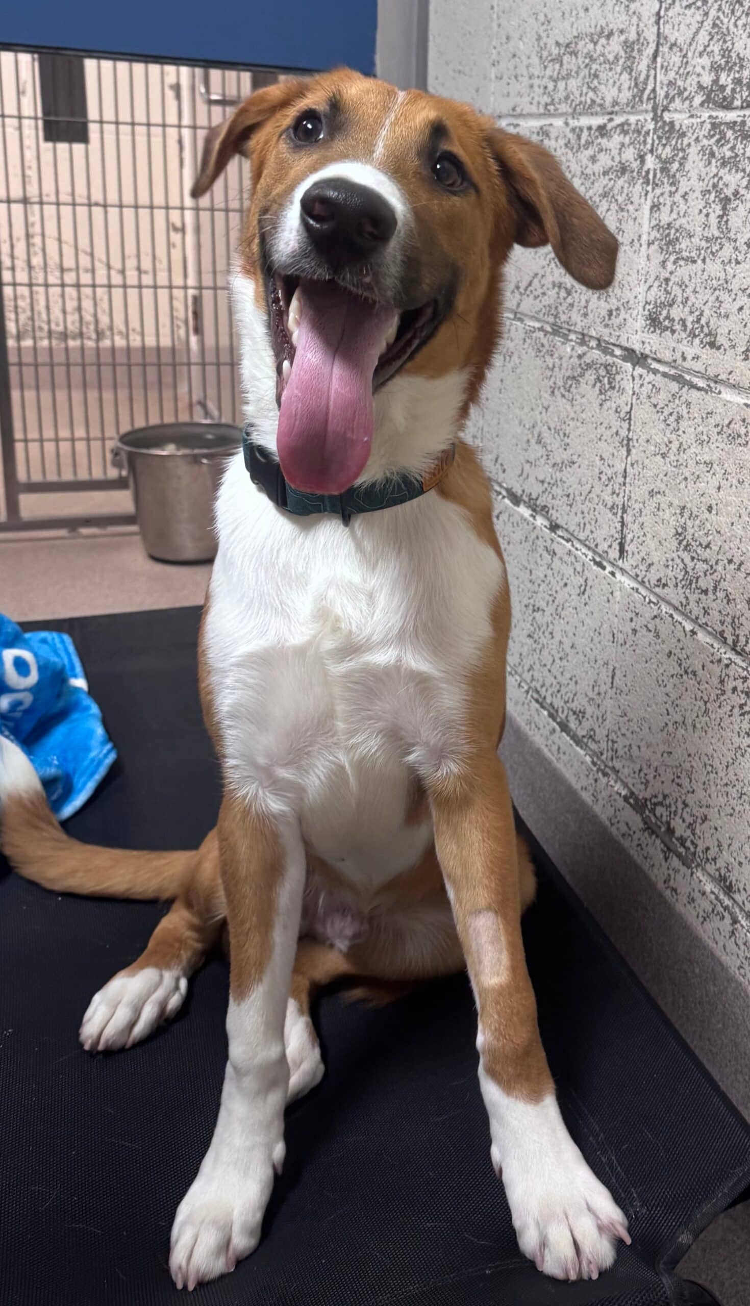 Nero - Border Collie x available for adoption at Central Alberta Humane Society in Calgary