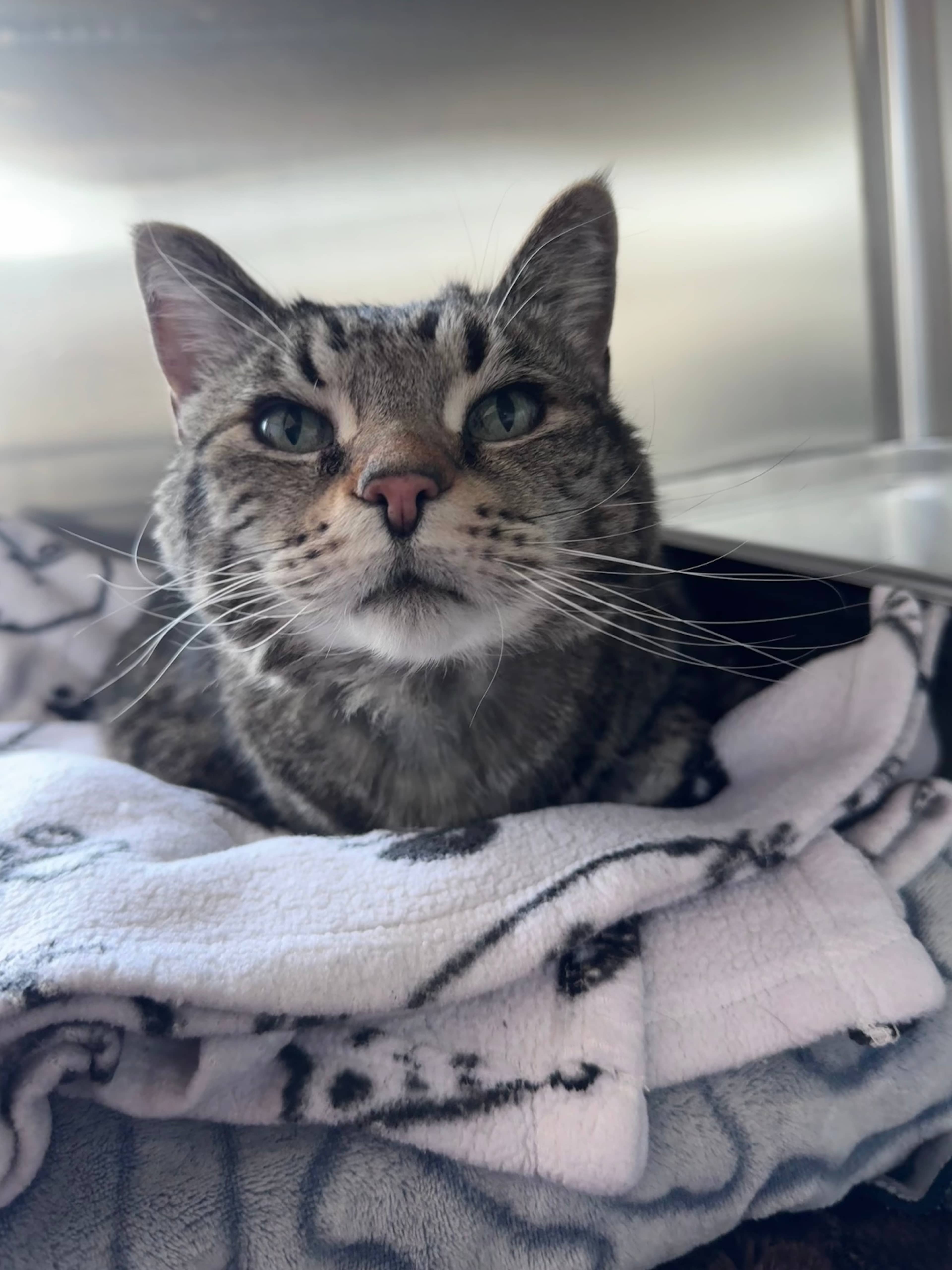 Alvin - Domestic Short Hair cat available for adoption in Calgary