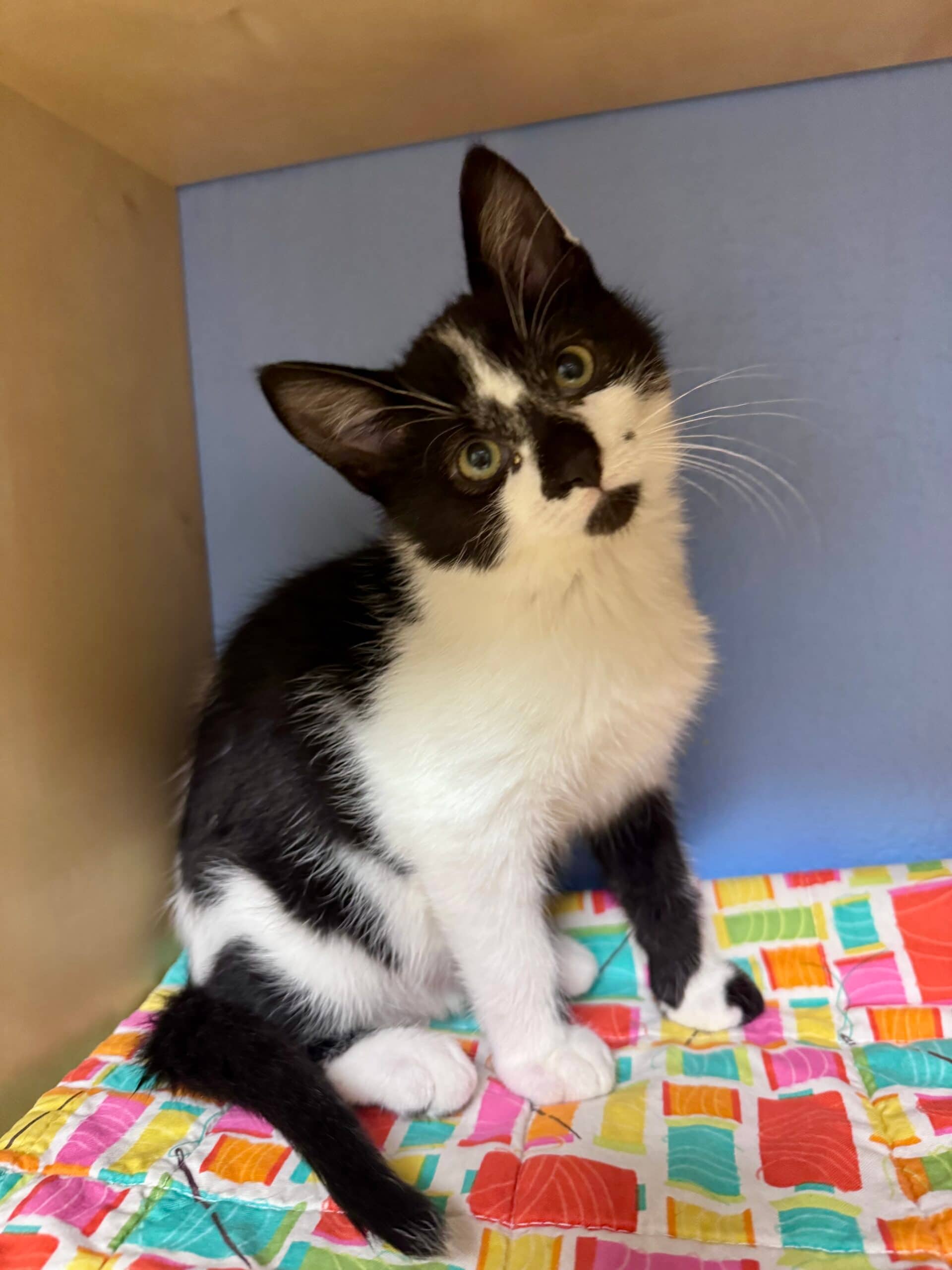 Erik - Domestic Short Hair available for adoption