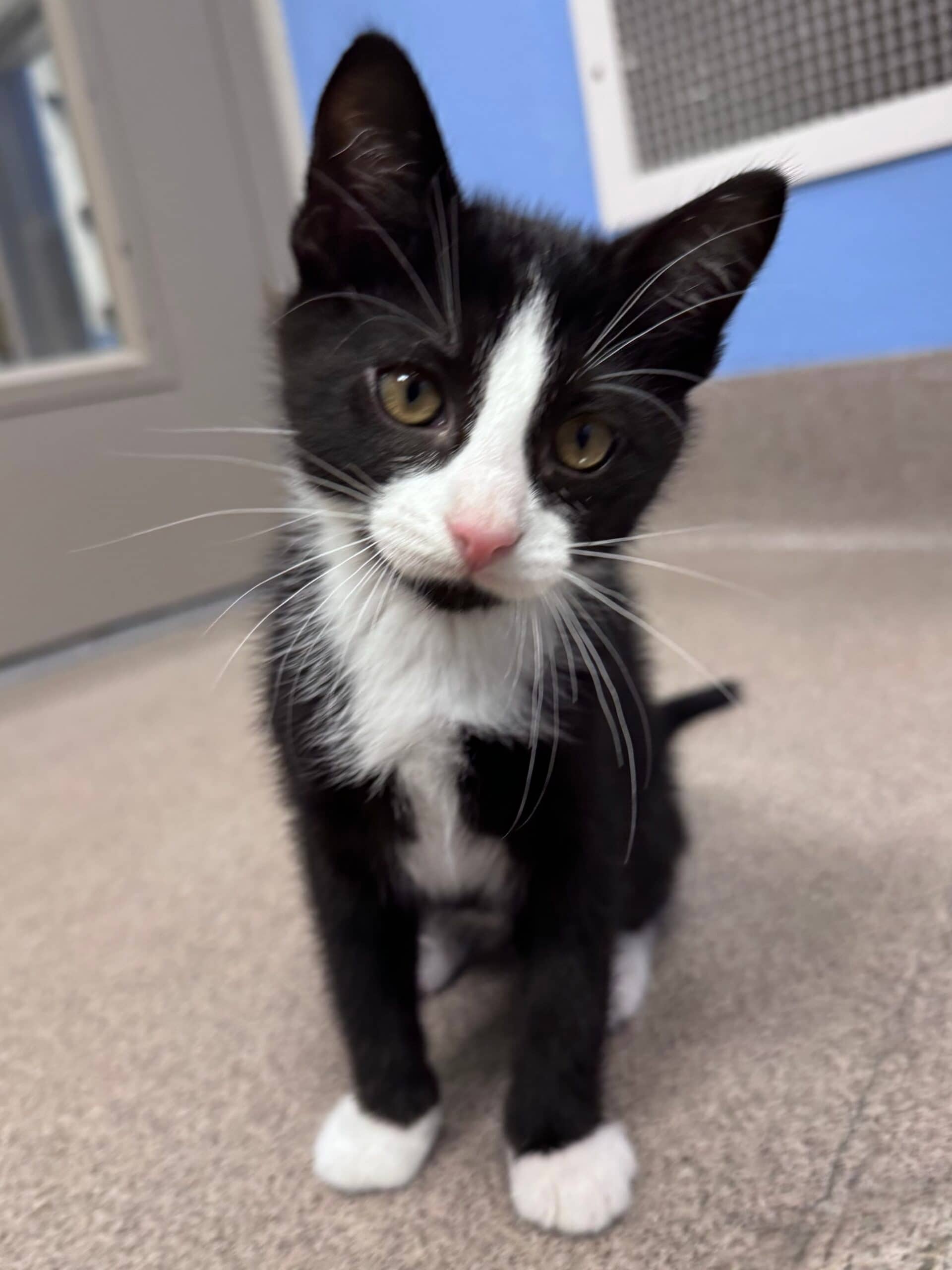 Figaro - Domestic Short Hair available for adoption