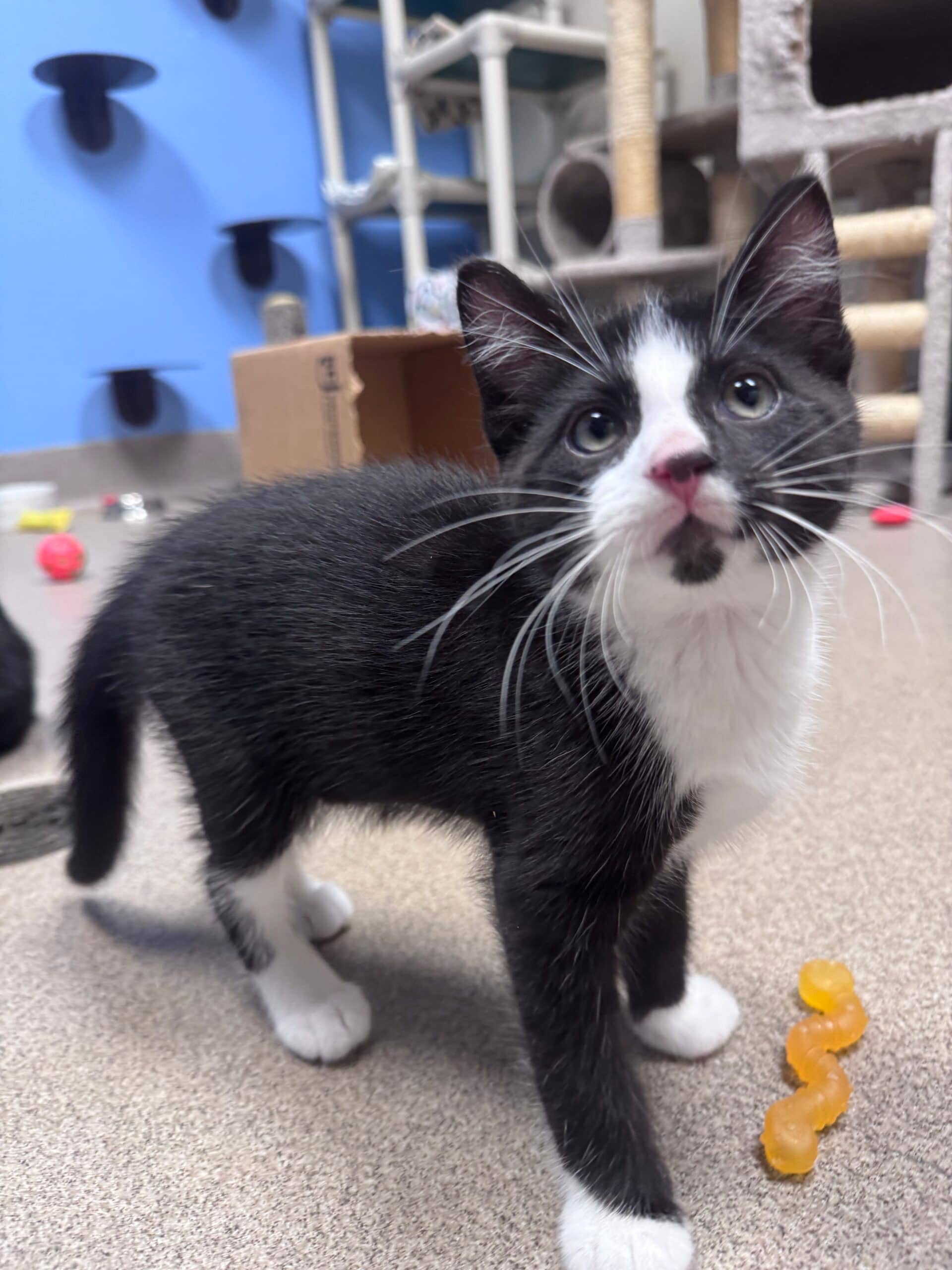 Binx - Domestic Short Hair cat available for adoption at Central Alberta Humane Society in Calgary