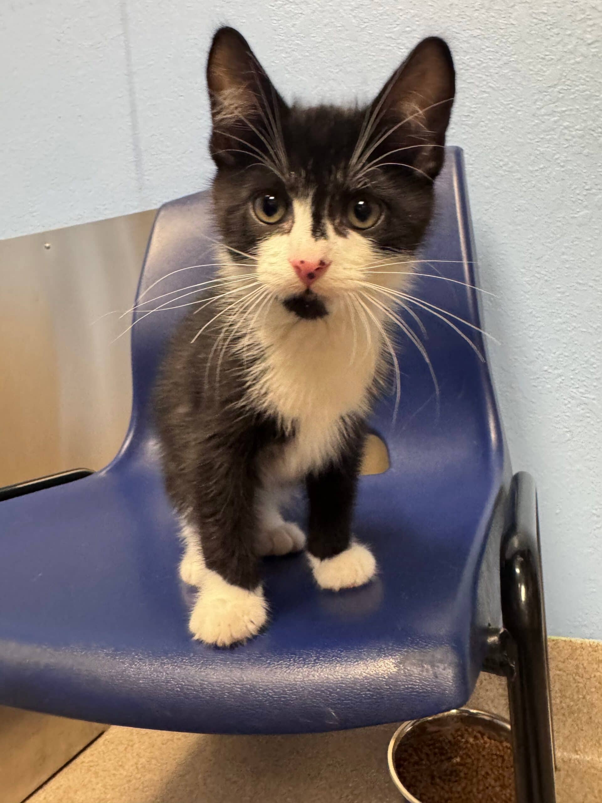 Jiji - Domestic Short Hair available for adoption