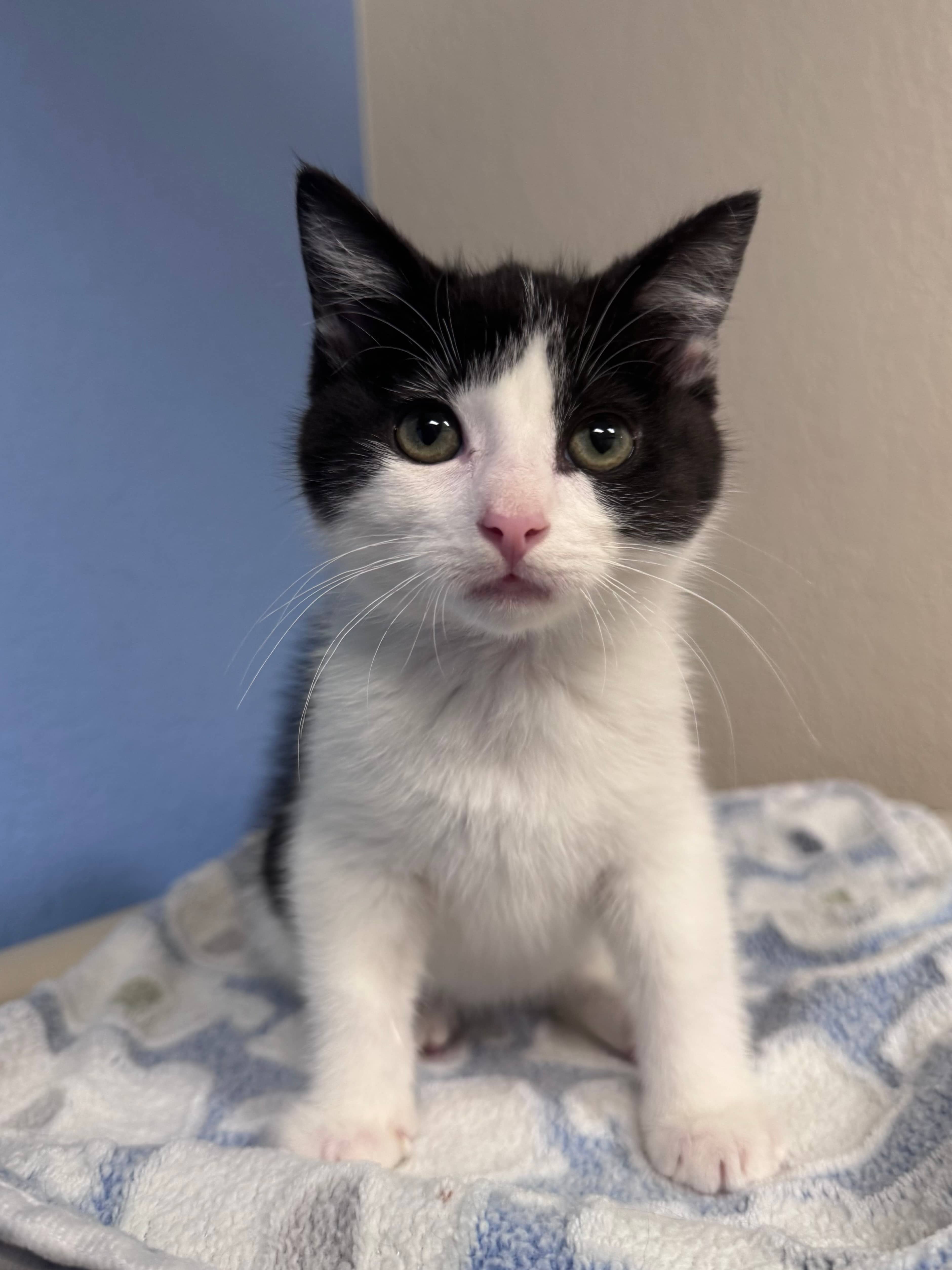 Wynn - Domestic Short Hair cat available for adoption in Calgary