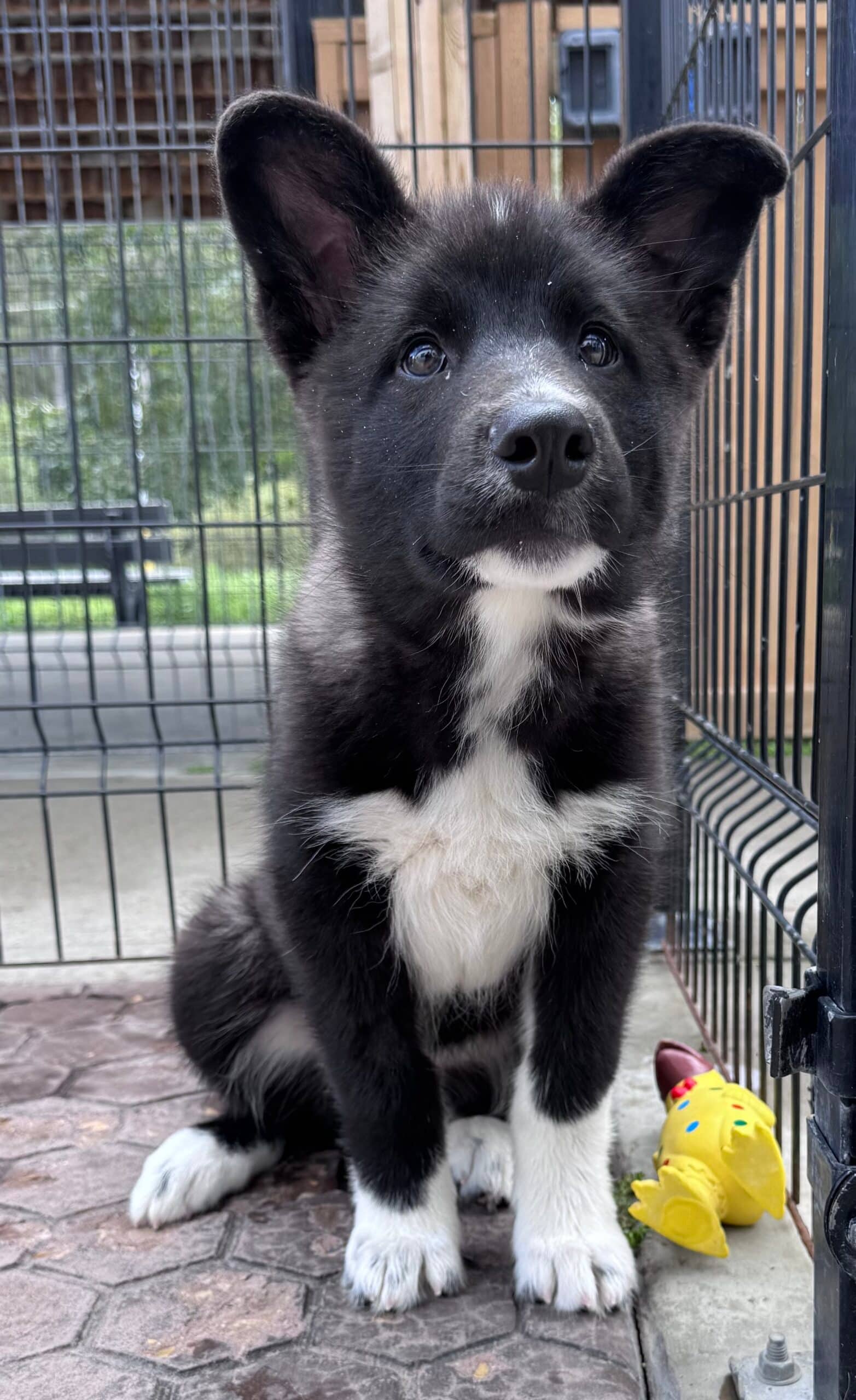 Hendrix - Border Collie X available for adoption at Central Alberta Humane Society in Calgary