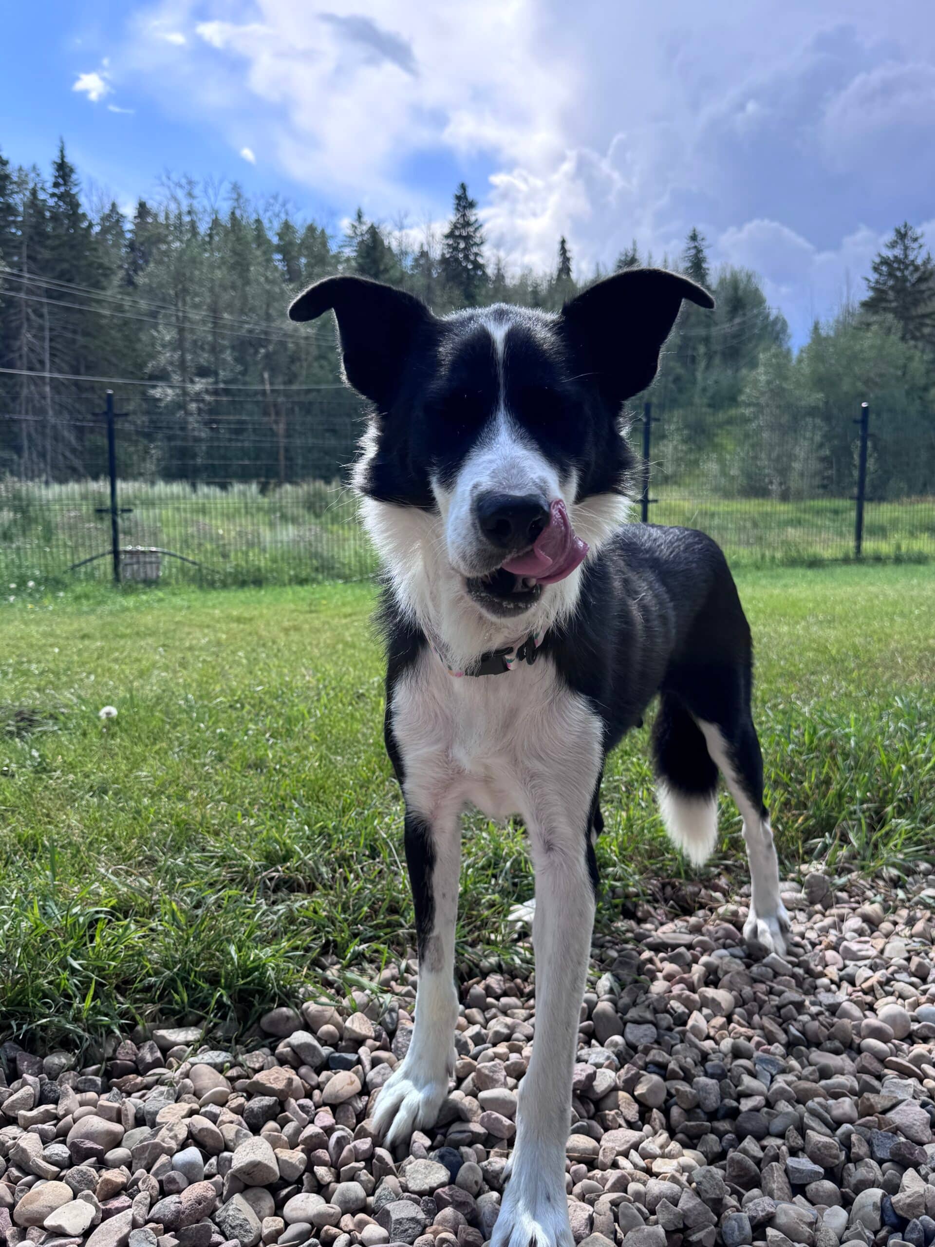 Mama - Border Collie X available for adoption