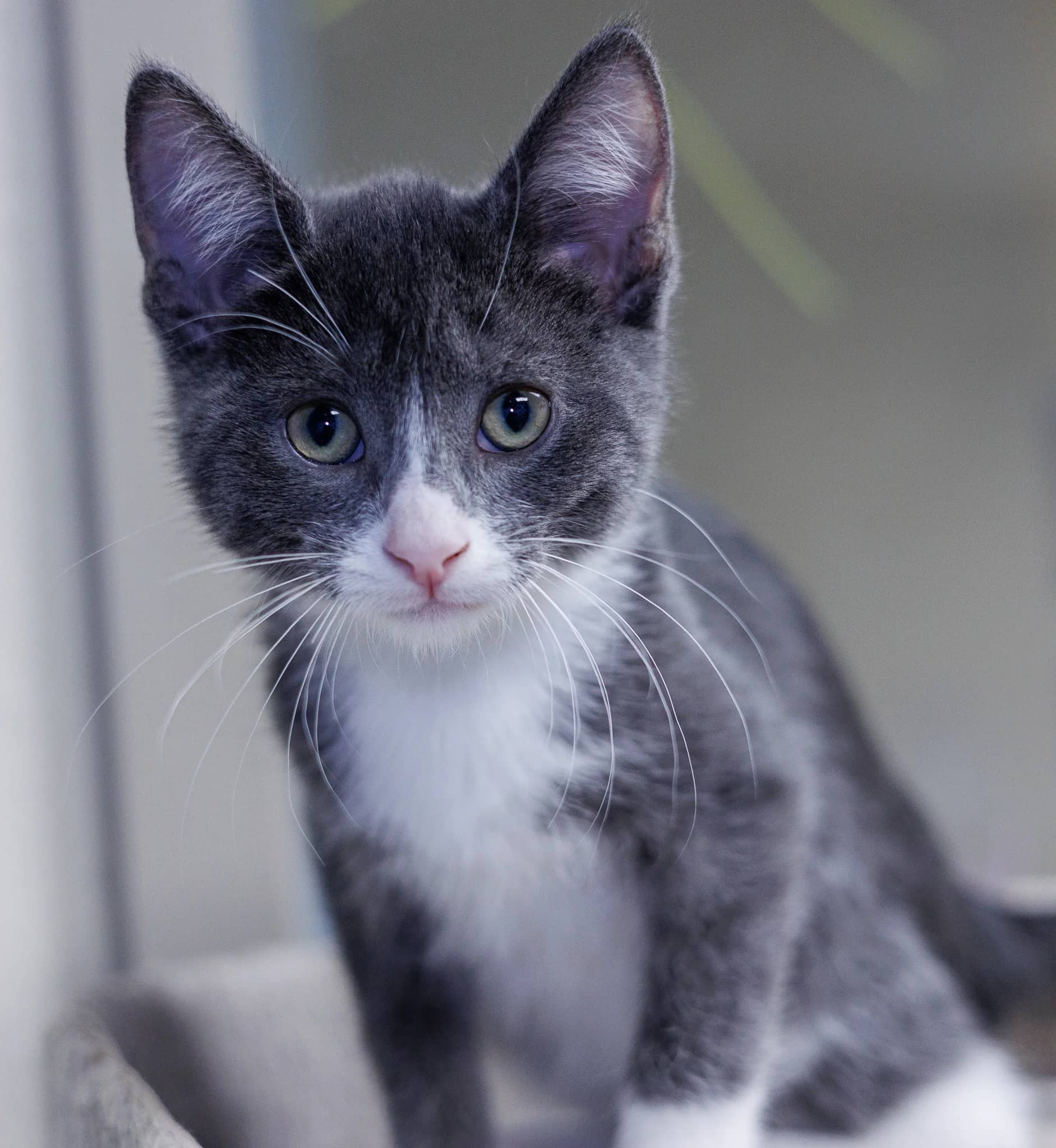 Cupcake - Domestic Short Hair cat available for adoption at Central Alberta Humane Society in Red Deer