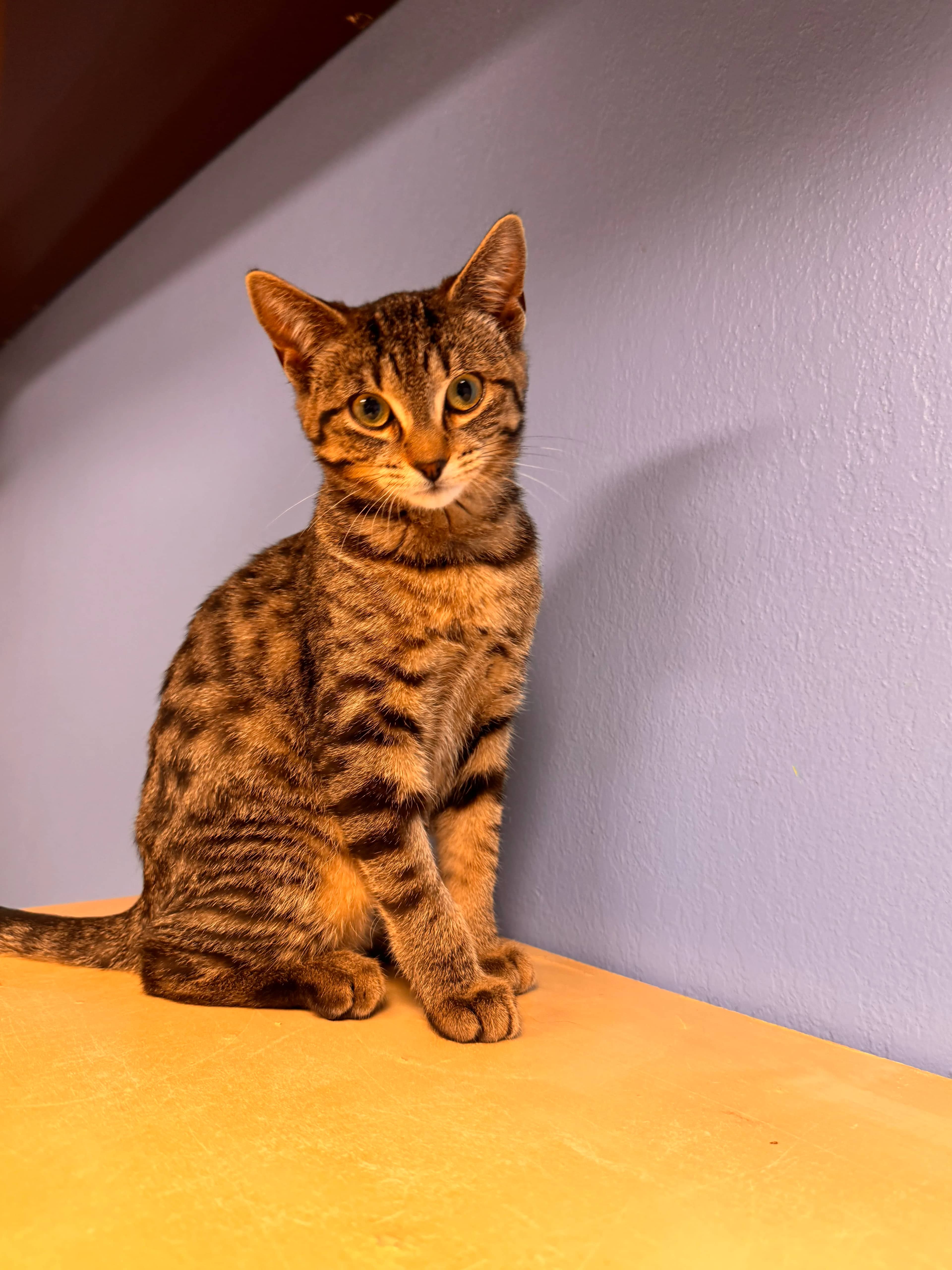 Biscuit - Domestic Short Hair available for adoption