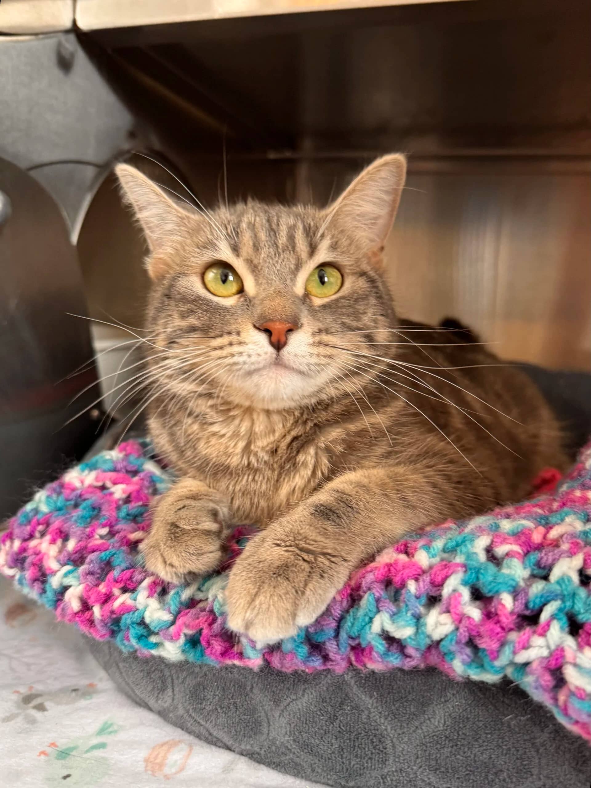 Pearl - Domestic Short Hair available for adoption
