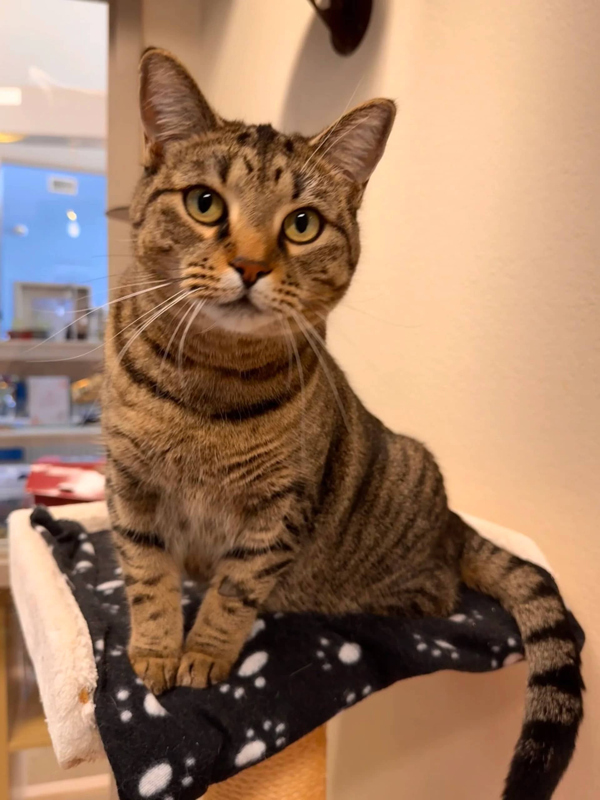 Danica - Domestic Short Hair cat available for adoption at Central Alberta Humane Society in Red Deer