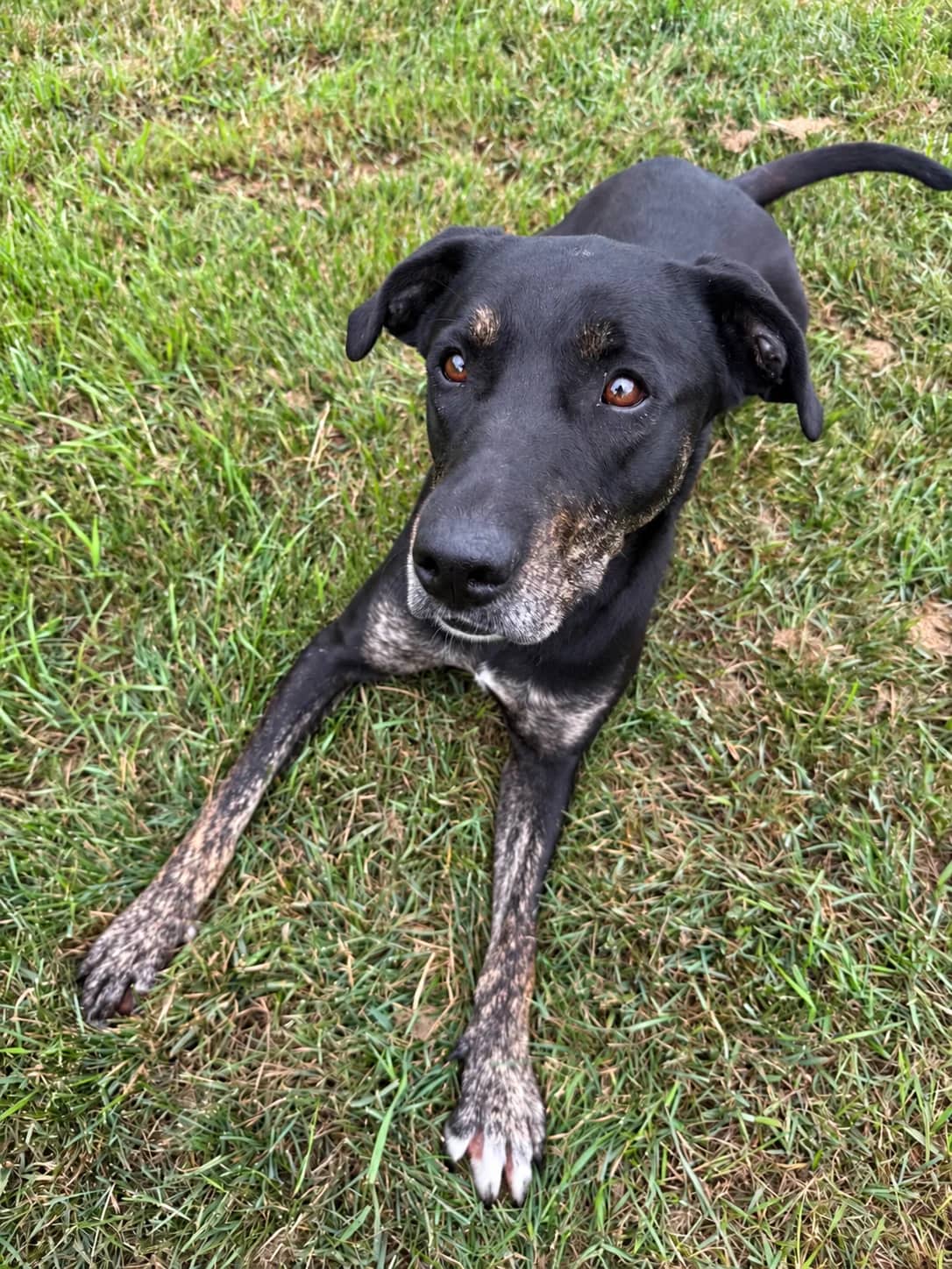 Tilly - Labrador x Mastiff available for adoption at Central Alberta Humane Society in Red Deer