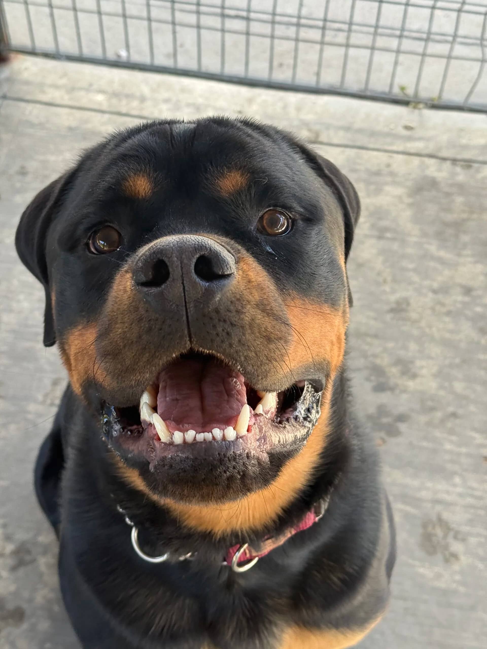 Nelson - Rottweiler available for adoption at Central Alberta Humane Society in Red Deer