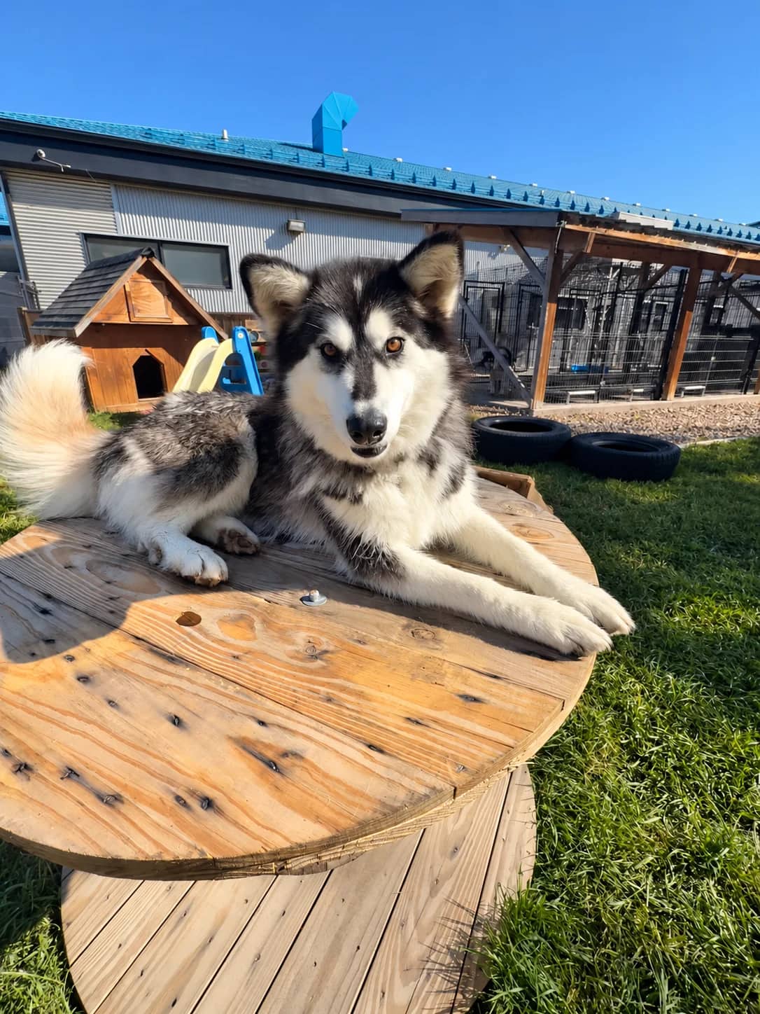 Nova - Husky cat available for adoption at Central Alberta Humane Society in Red Deer