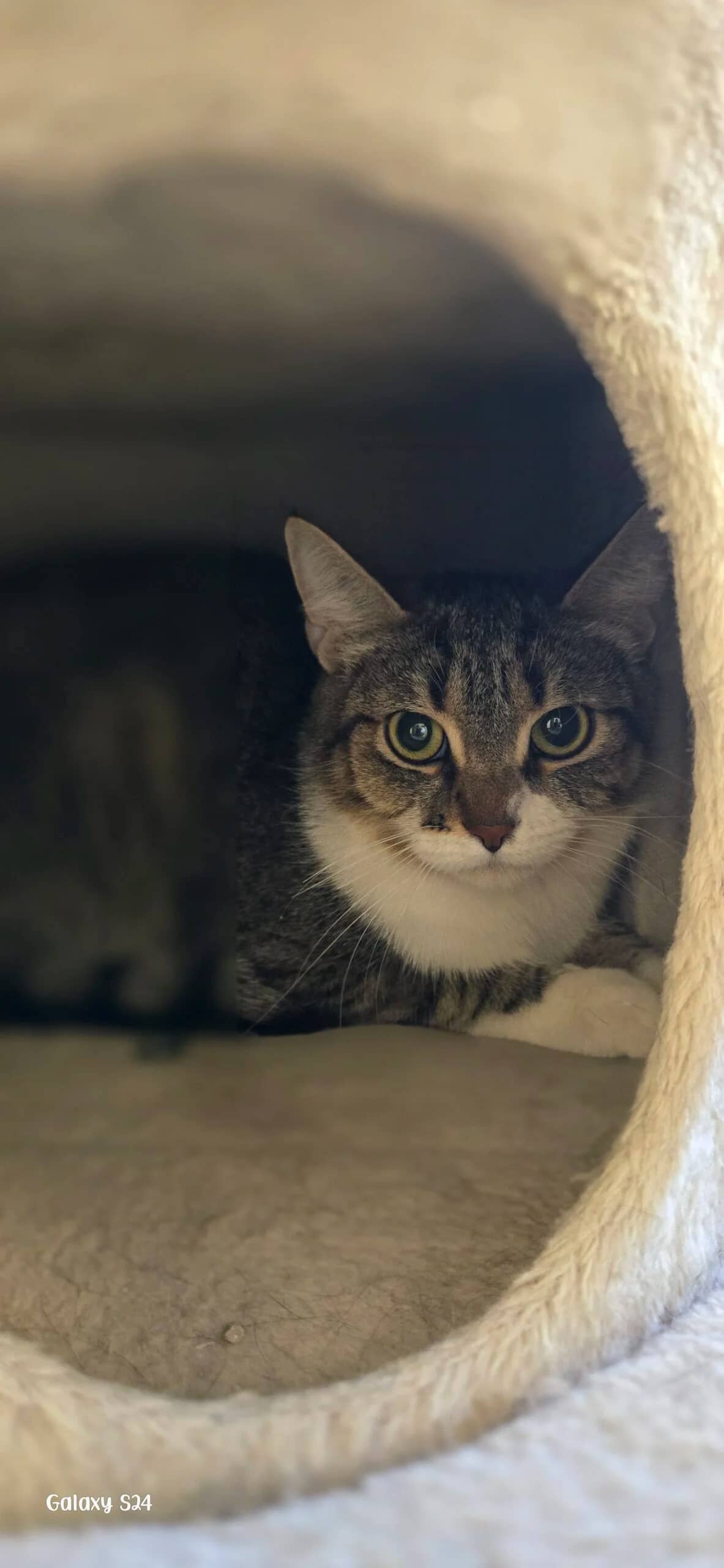 Autumn - Domestic Short Hair cat available for adoption at Central Alberta Humane Society in Red Deer