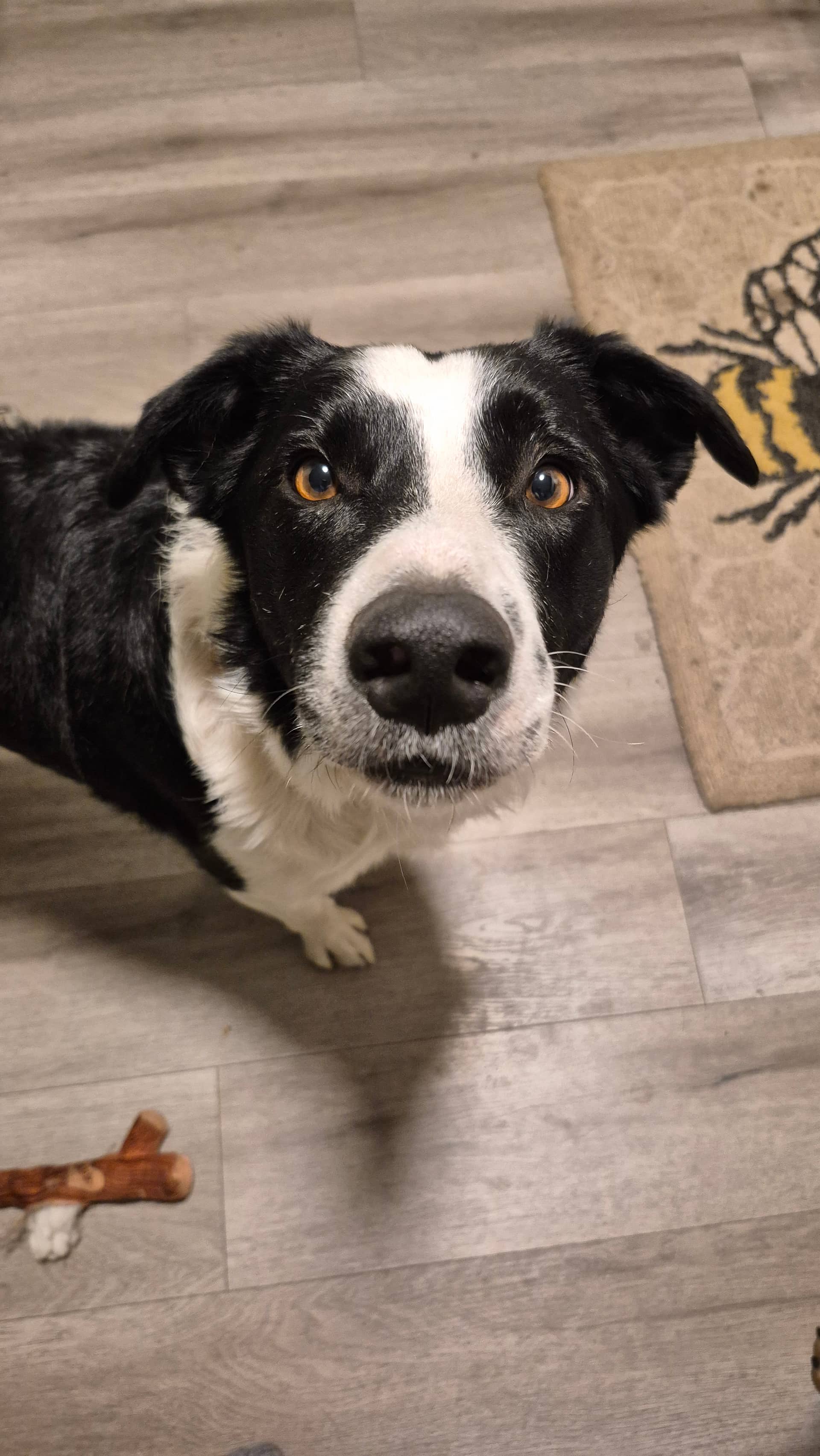 Ryder - Border Collie available for adoption at Central Alberta Humane Society in Red Deer