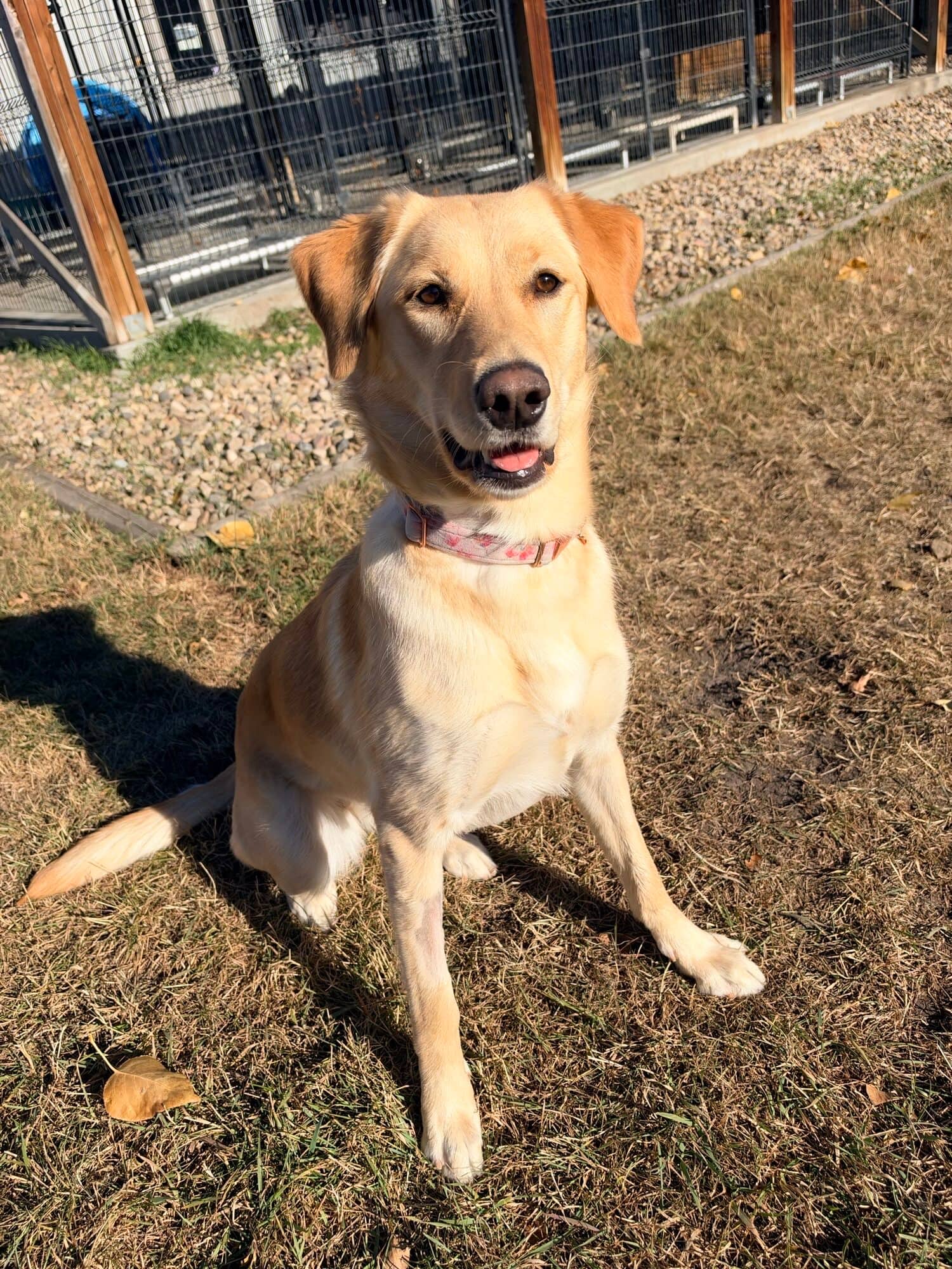 Ellie - Golden Retriever Husky Cross available for adoption at Central Alberta Humane Society in Red Deer